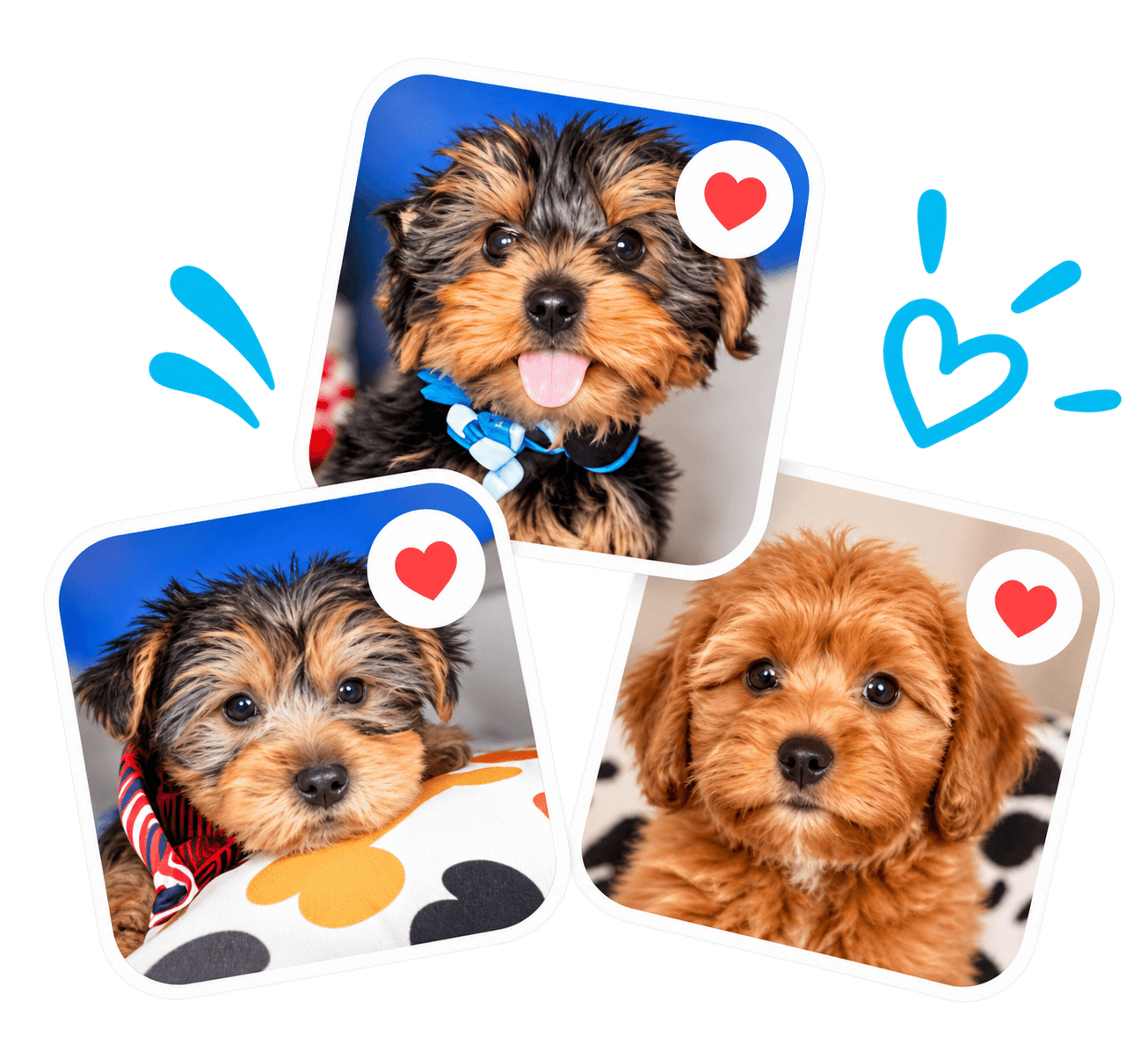 Three playful puppies saved as favorites