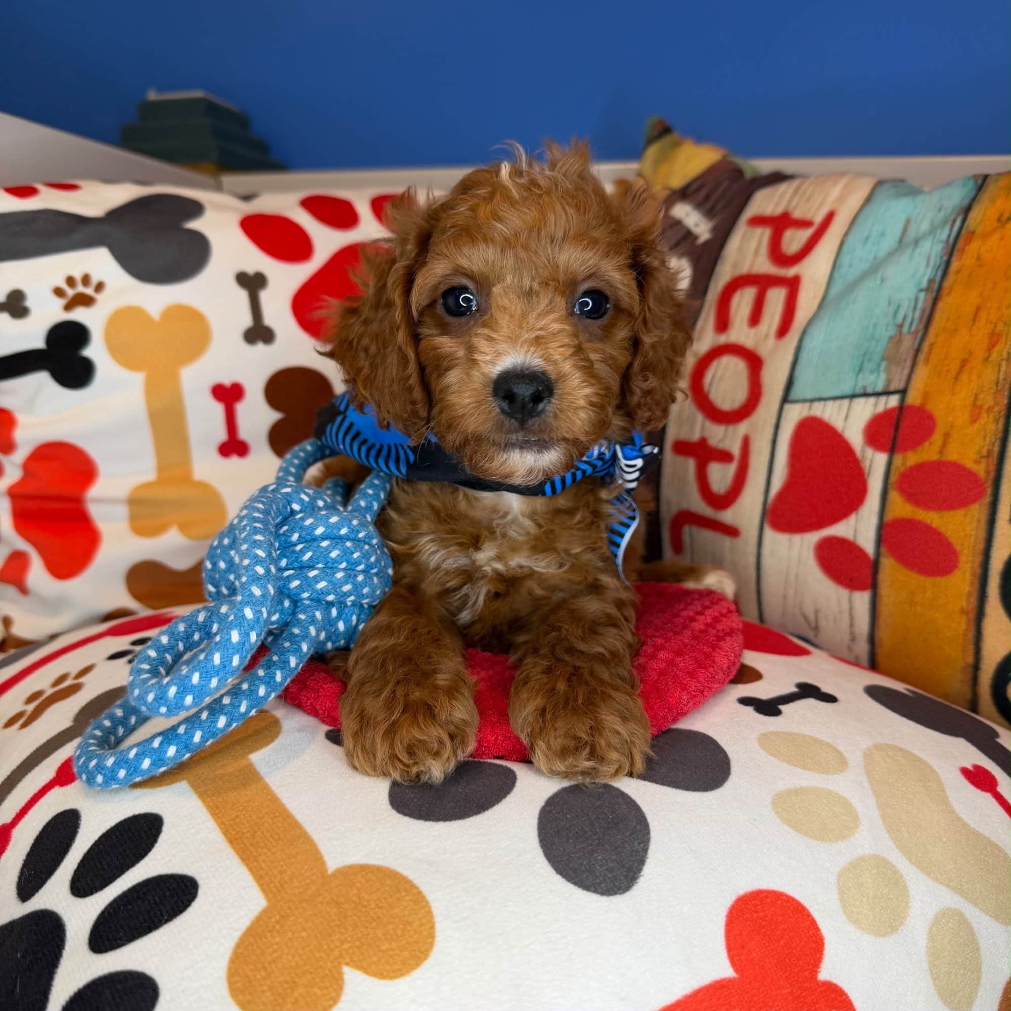Slick, Poodle puppy