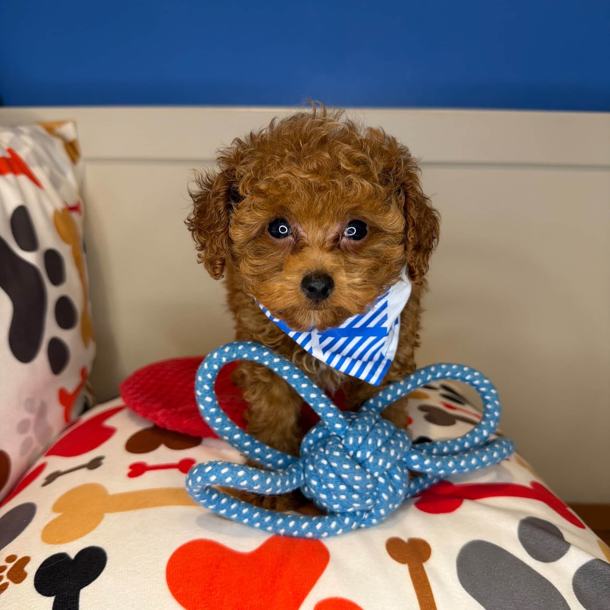 Timmy, Poodle puppy