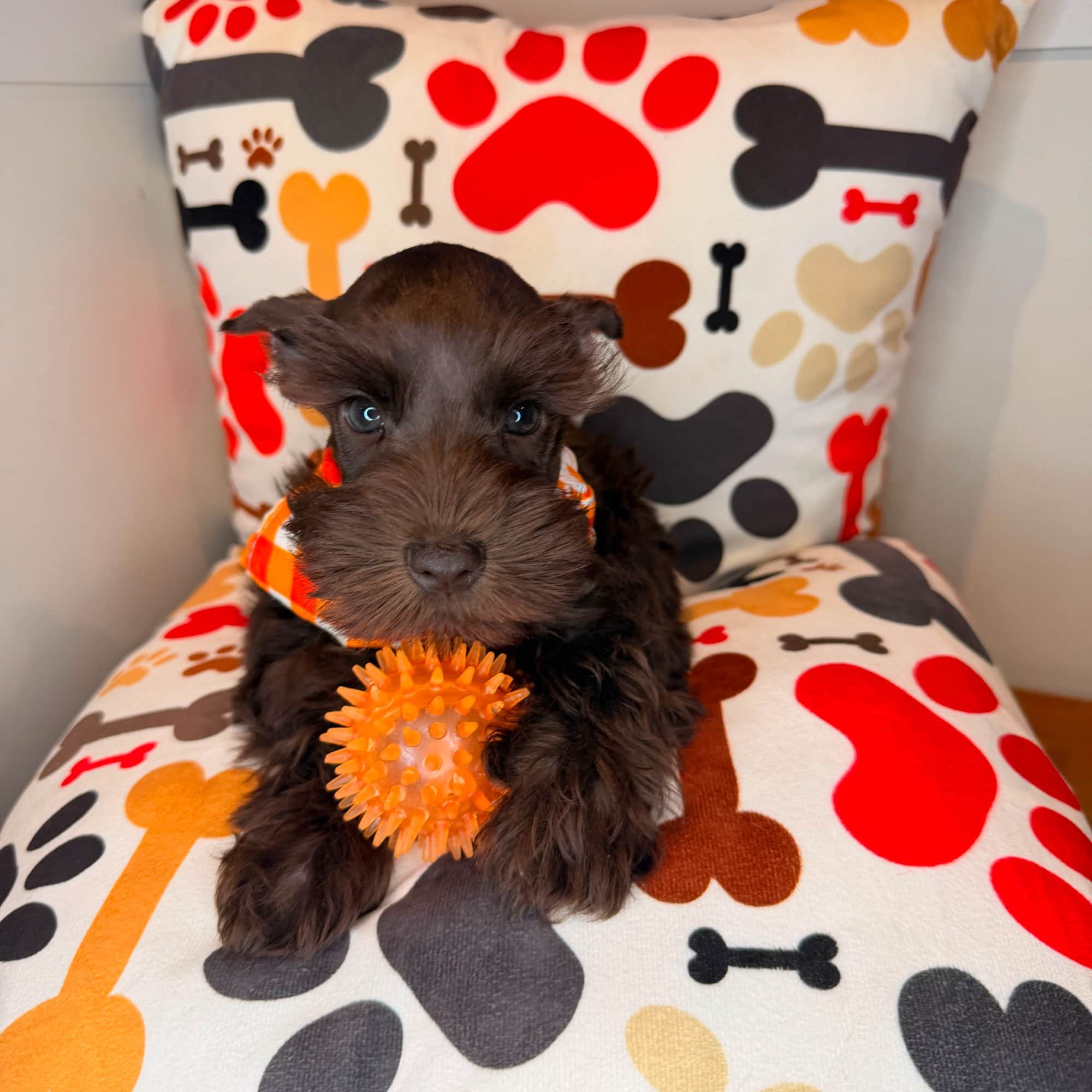 Twix, Schnauzer puppy