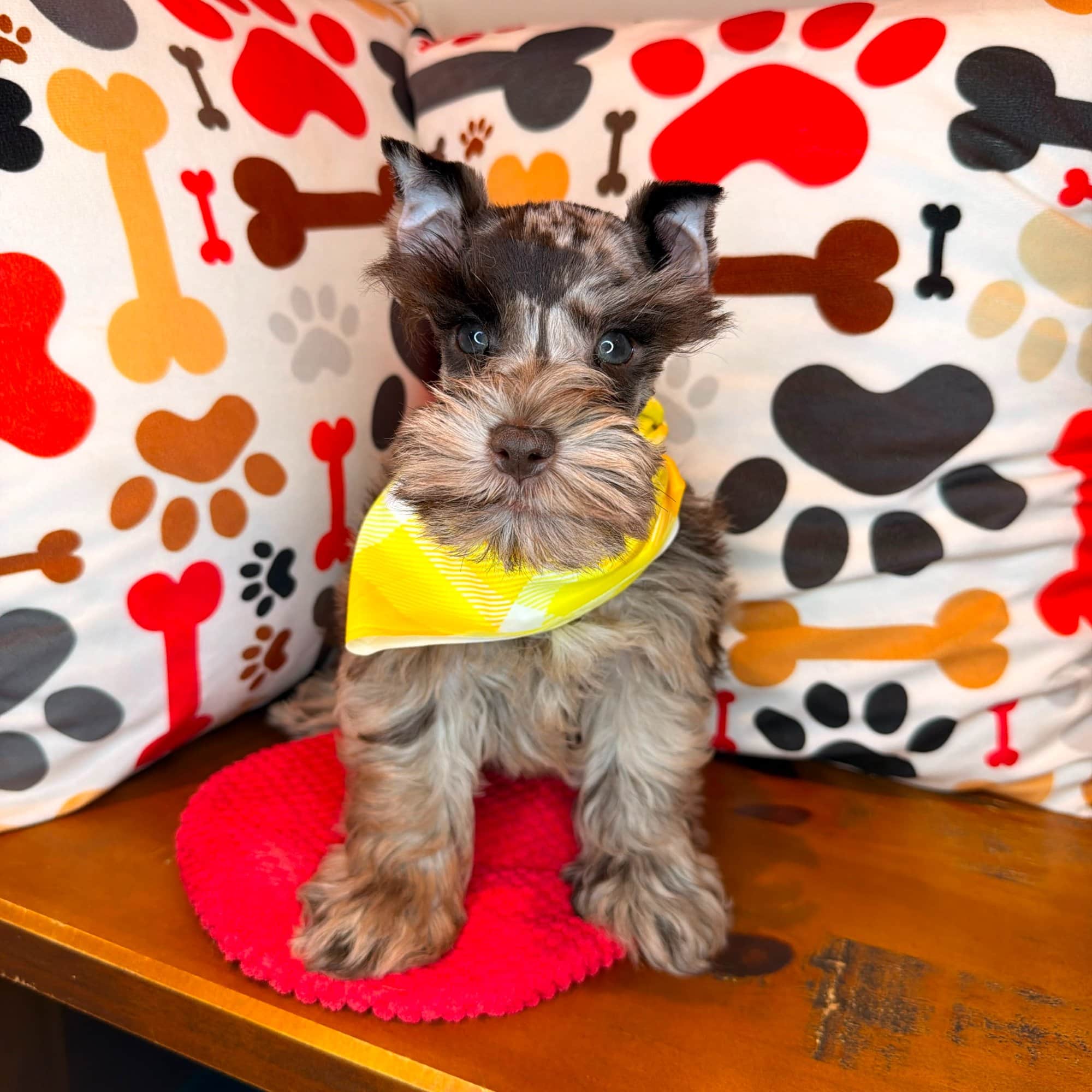 Wicket, Schnauzer puppy