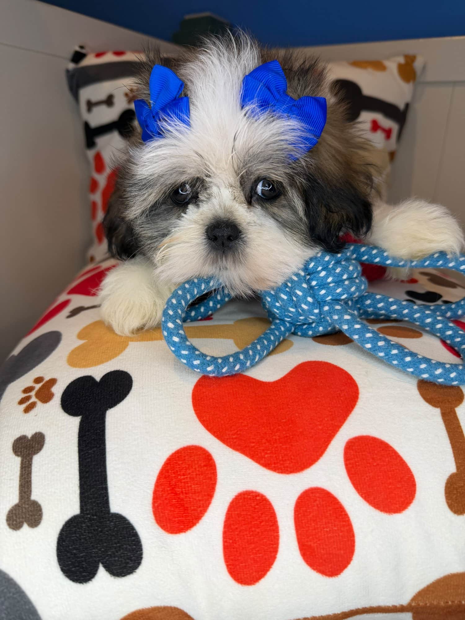 Lyric, Shih Tzu puppy