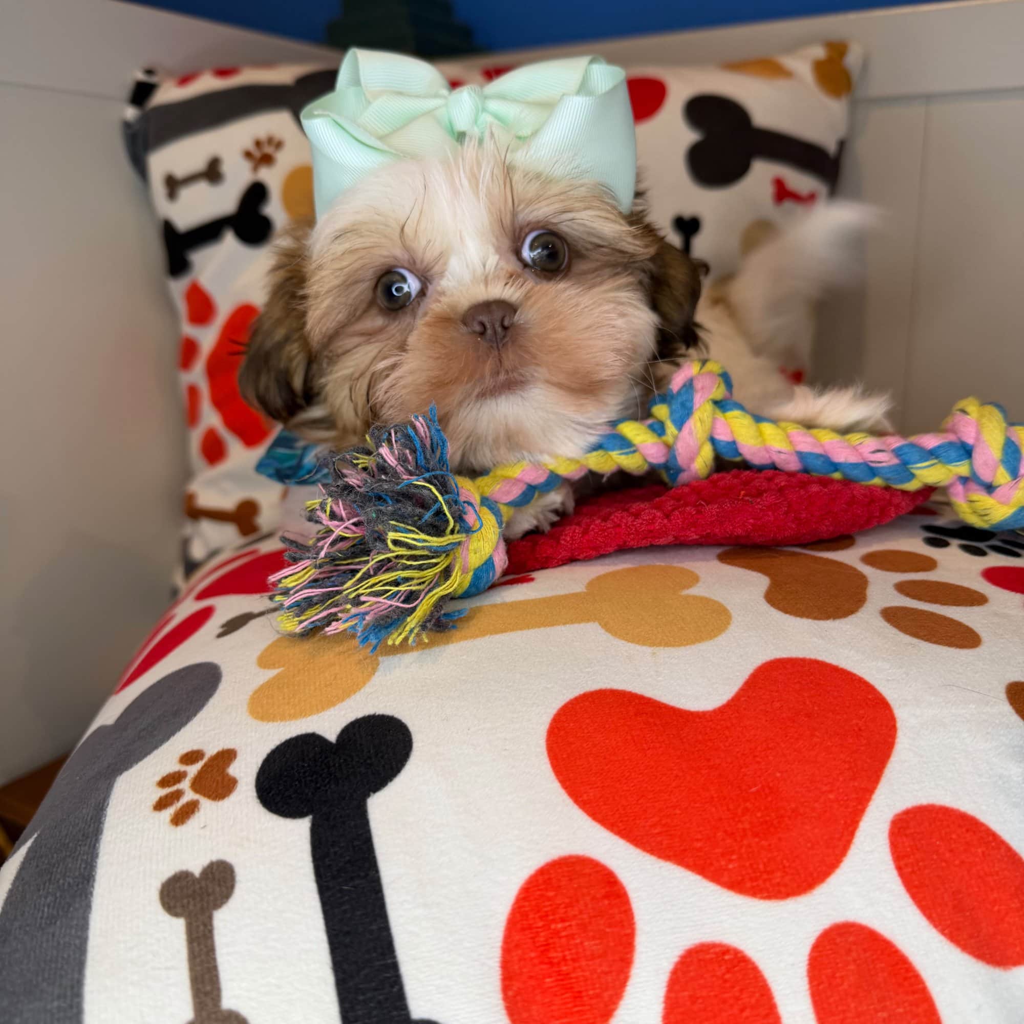 Zahara, Shih Tzu puppy