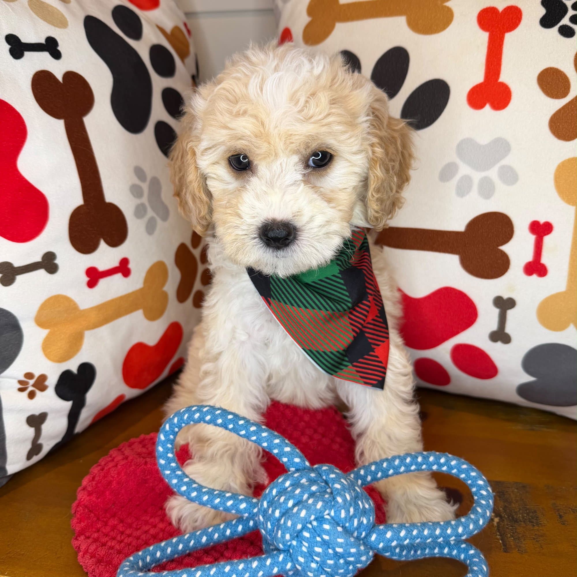 Oranjemund, Shihpoo puppy