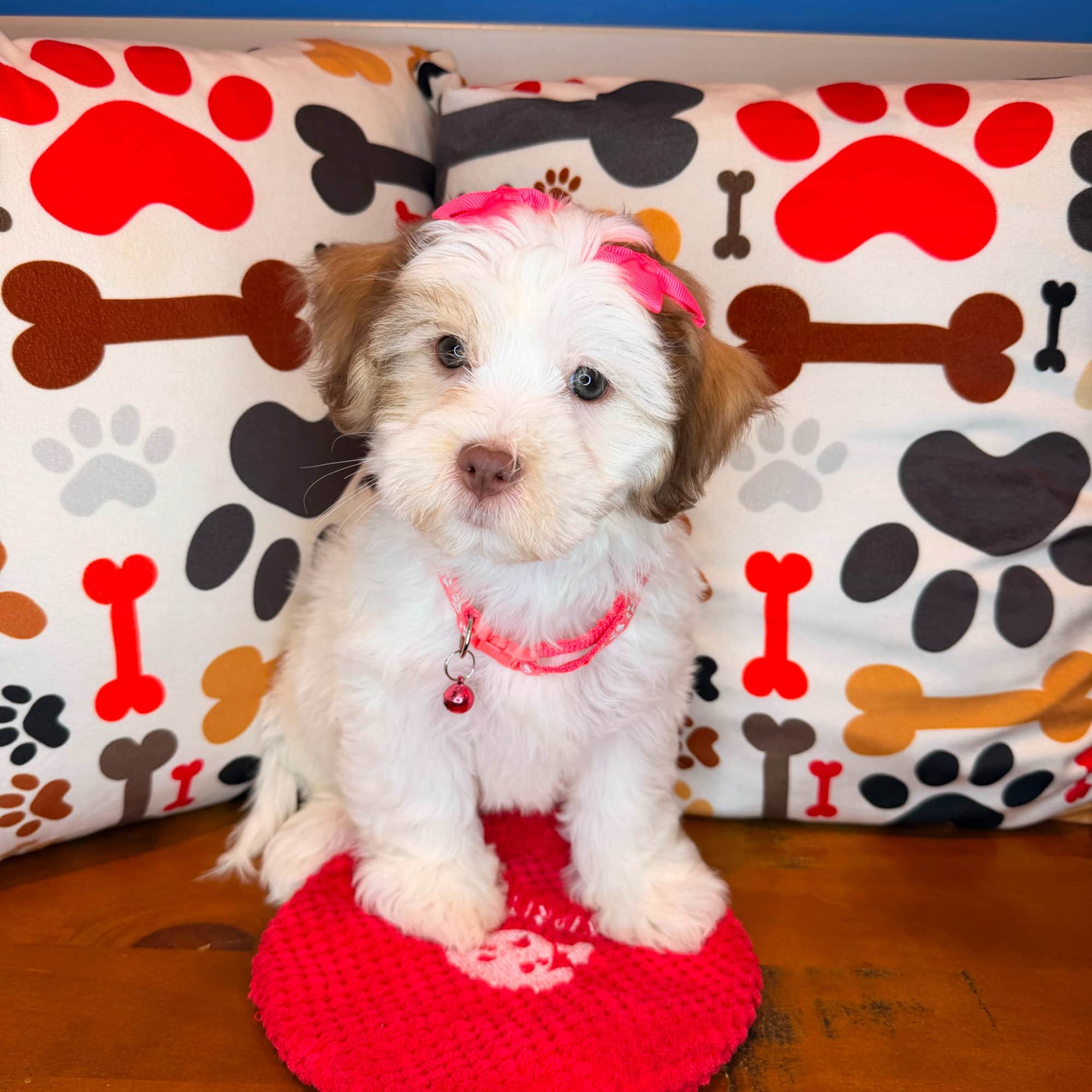 June, Teddy Bear puppy