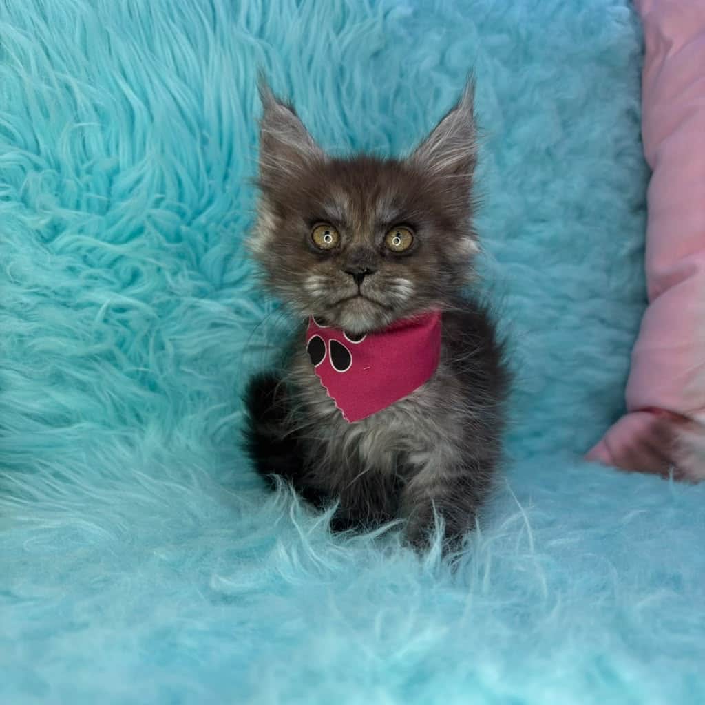 Queenie, Maine Coon puppy