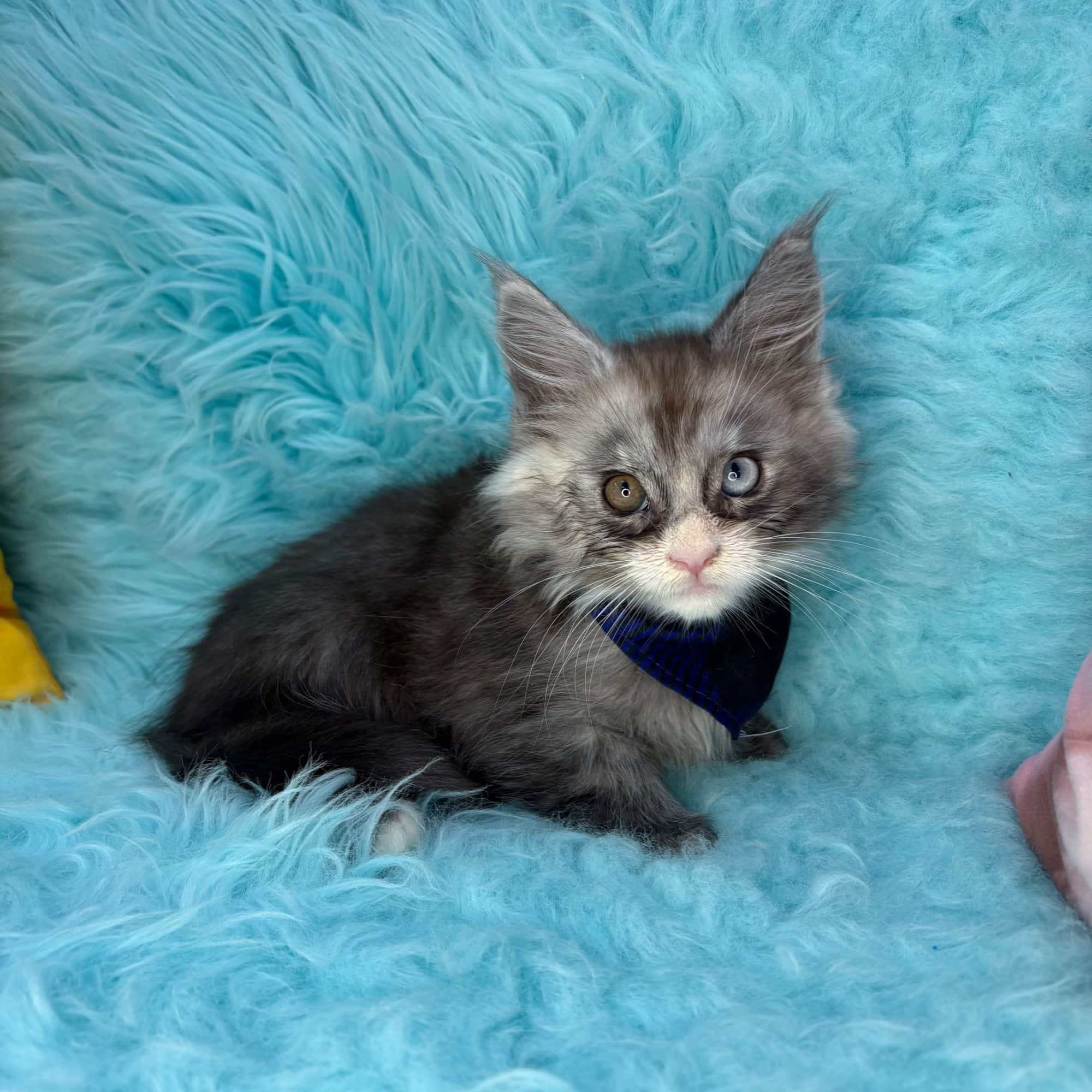 Munchkin, Maine Coon puppy