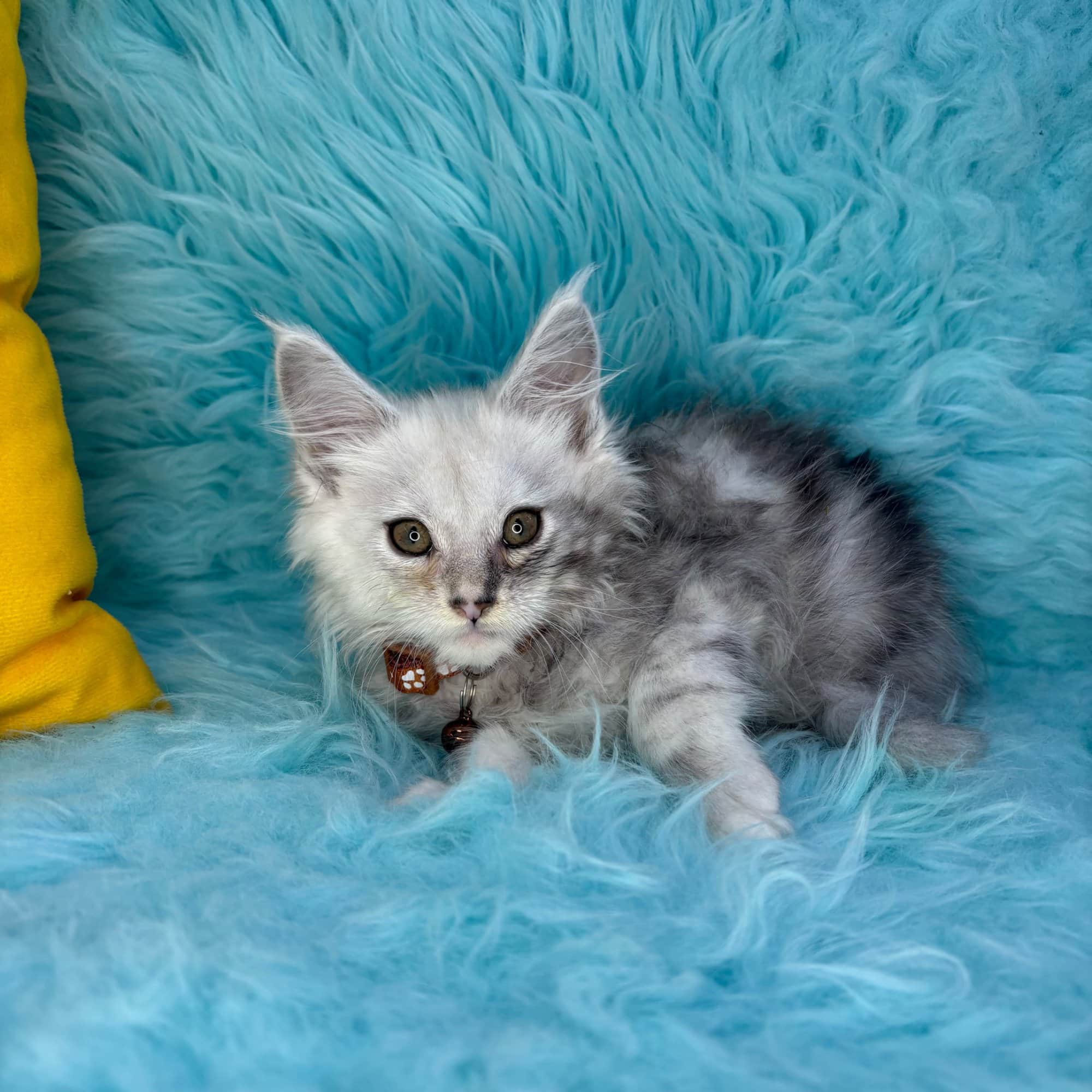 Wren, Maine Coon puppy