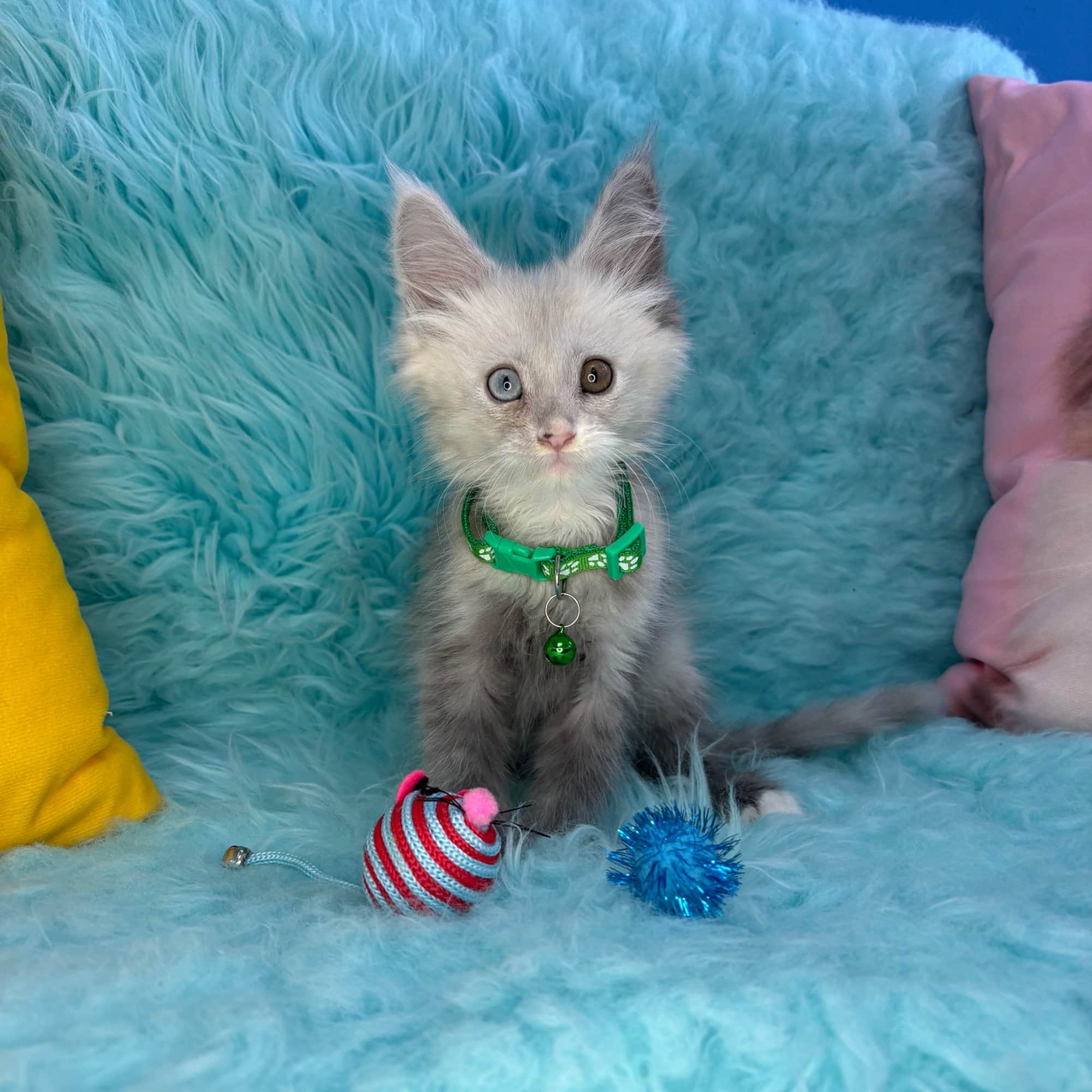 Oscar, Maine Coon puppy