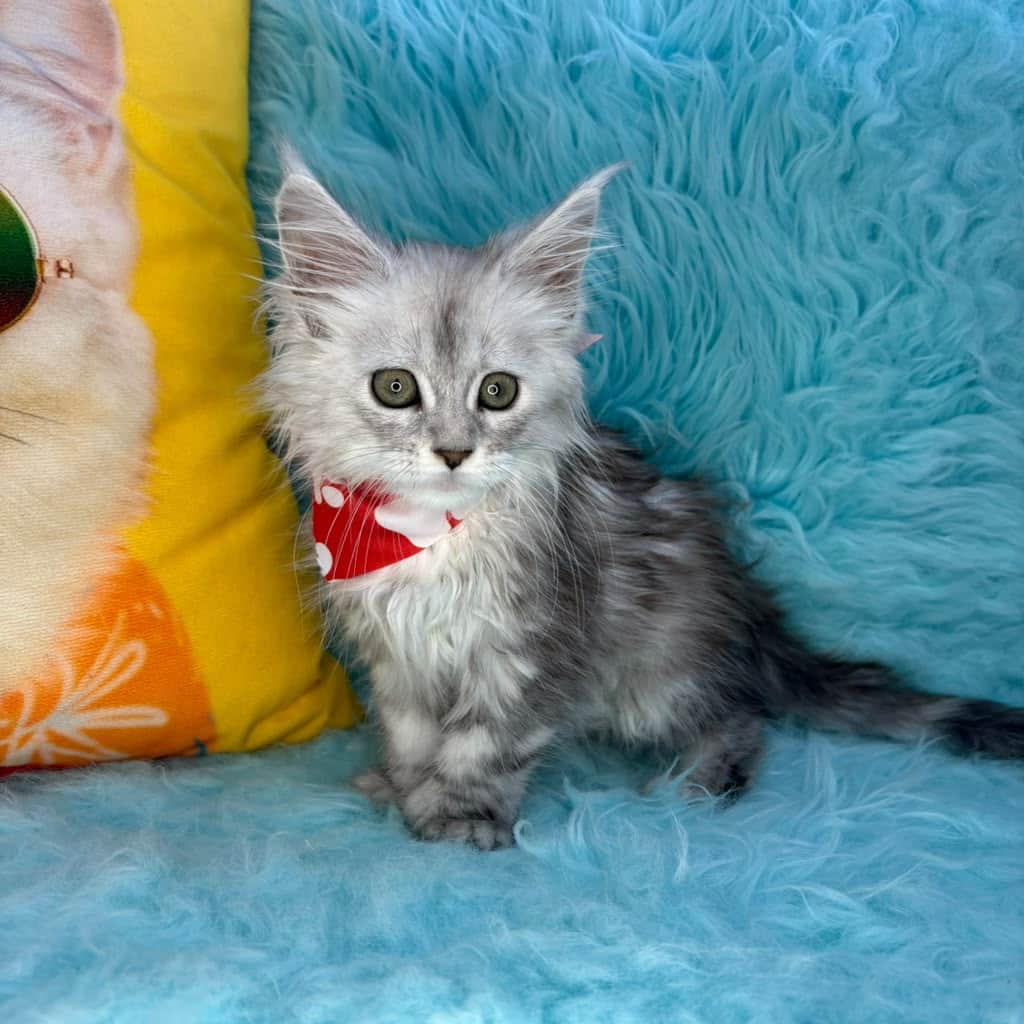 Zenobia, Maine Coon puppy
