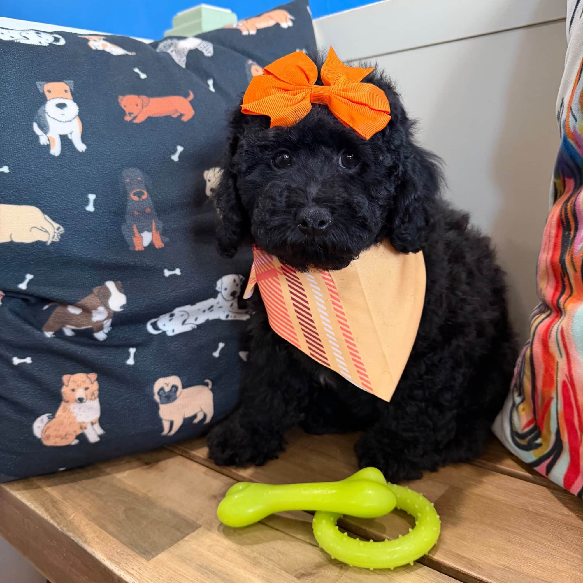 Hugs, Bichapoo puppy