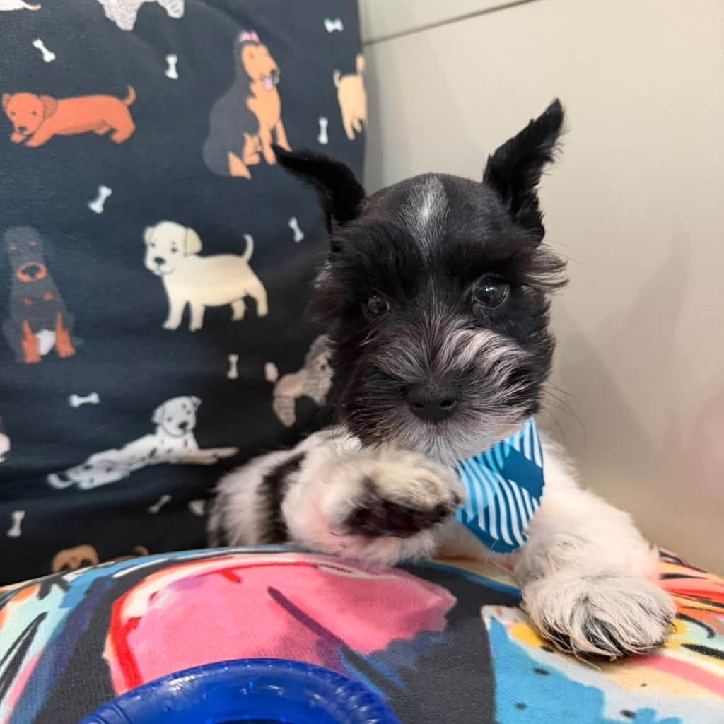Maple, Schnauzer puppy