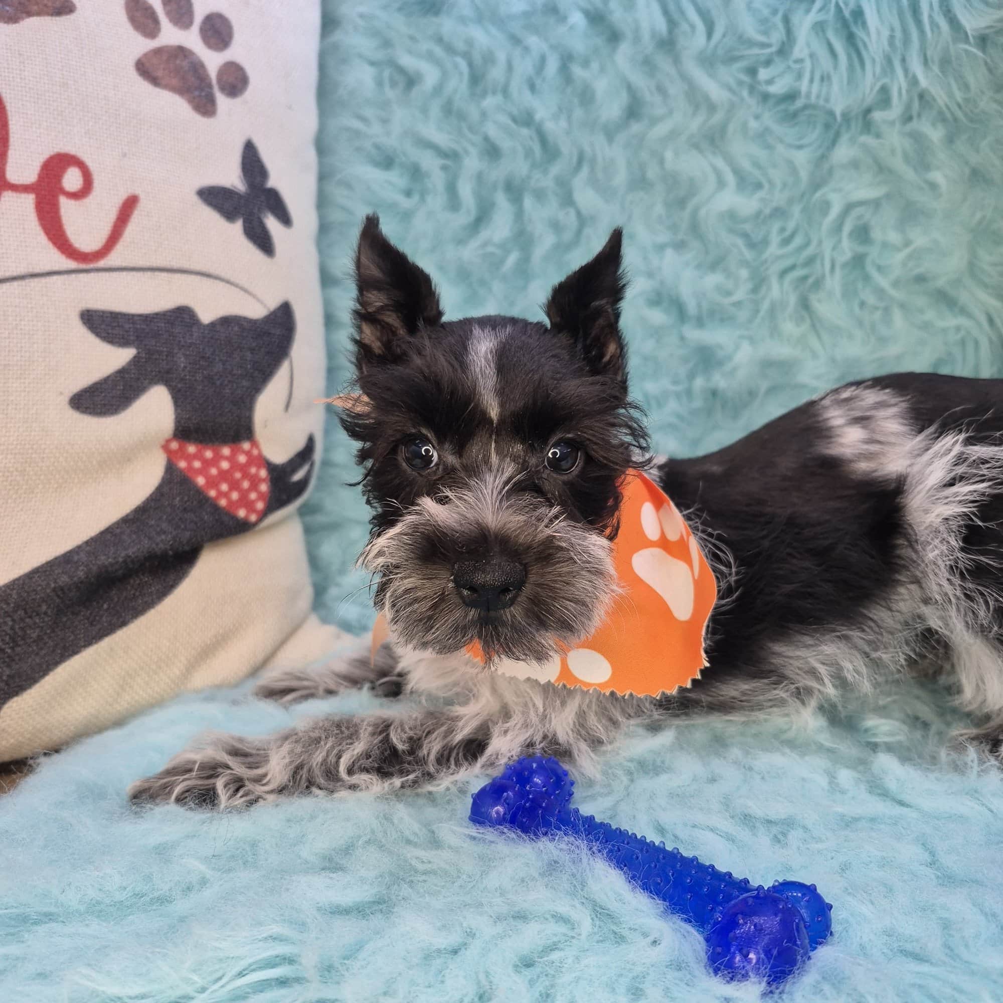 Johann, Schnauzer puppy
