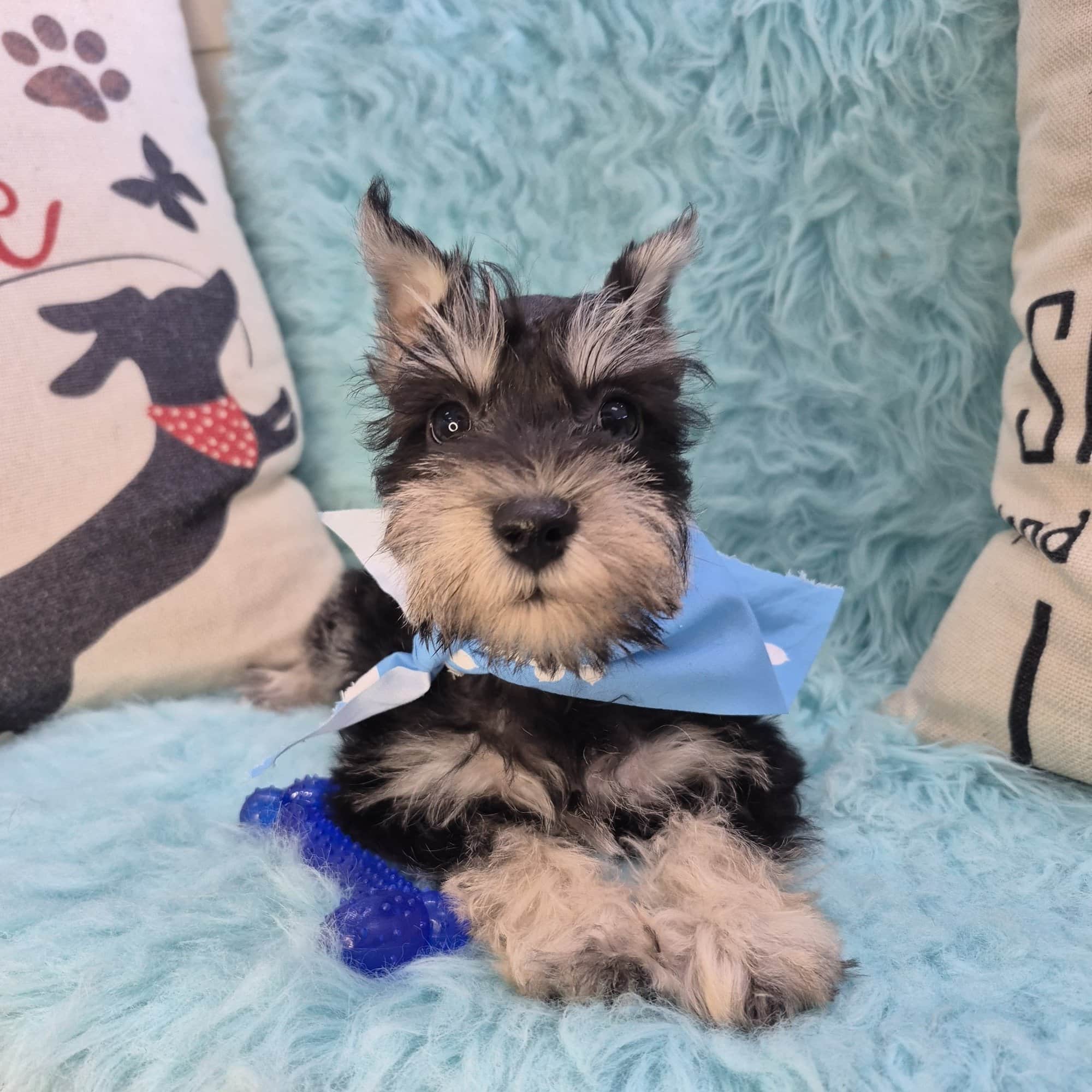 Aaron, Schnauzer puppy