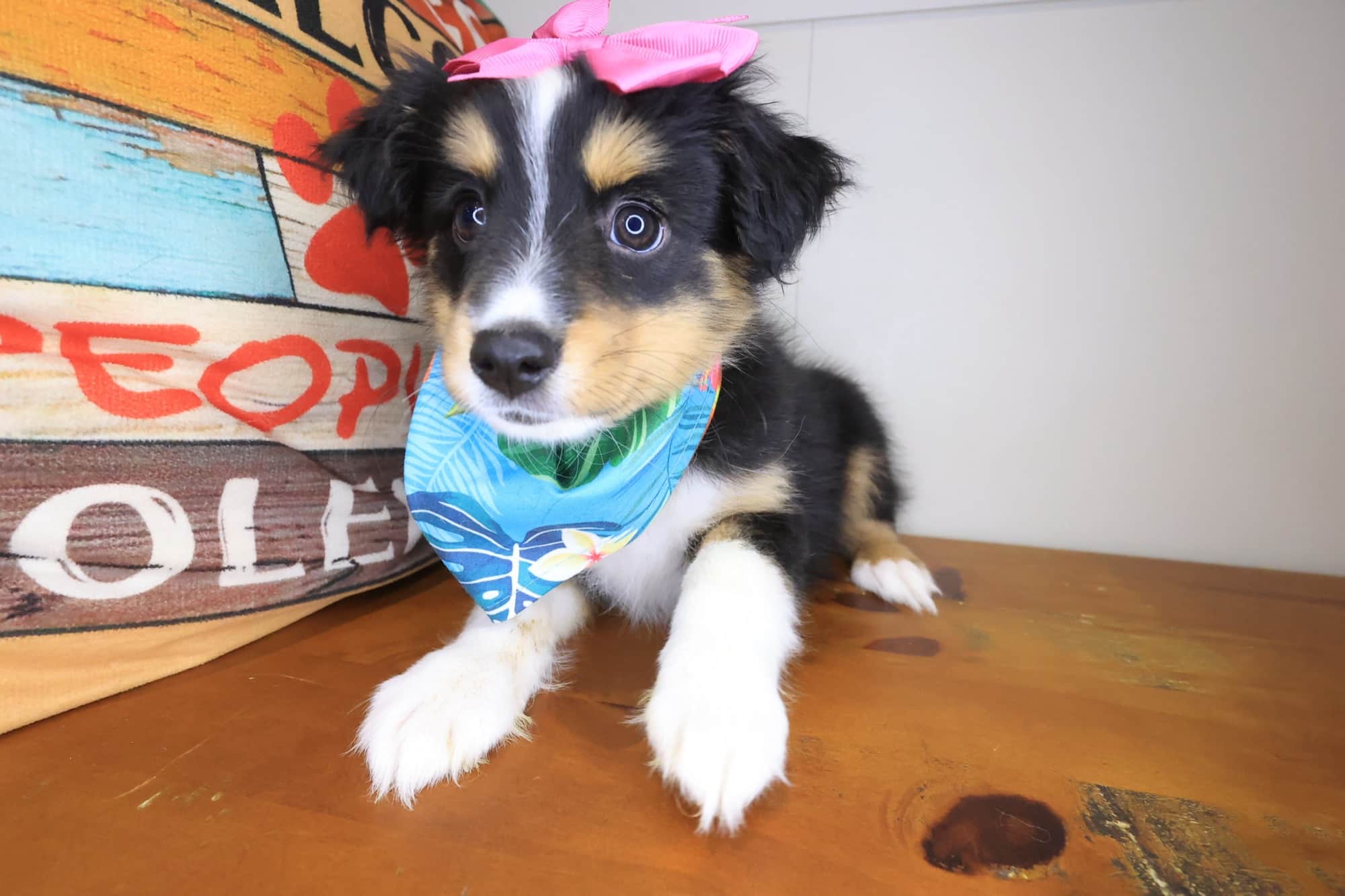 Susan, Australian Shepherd puppy