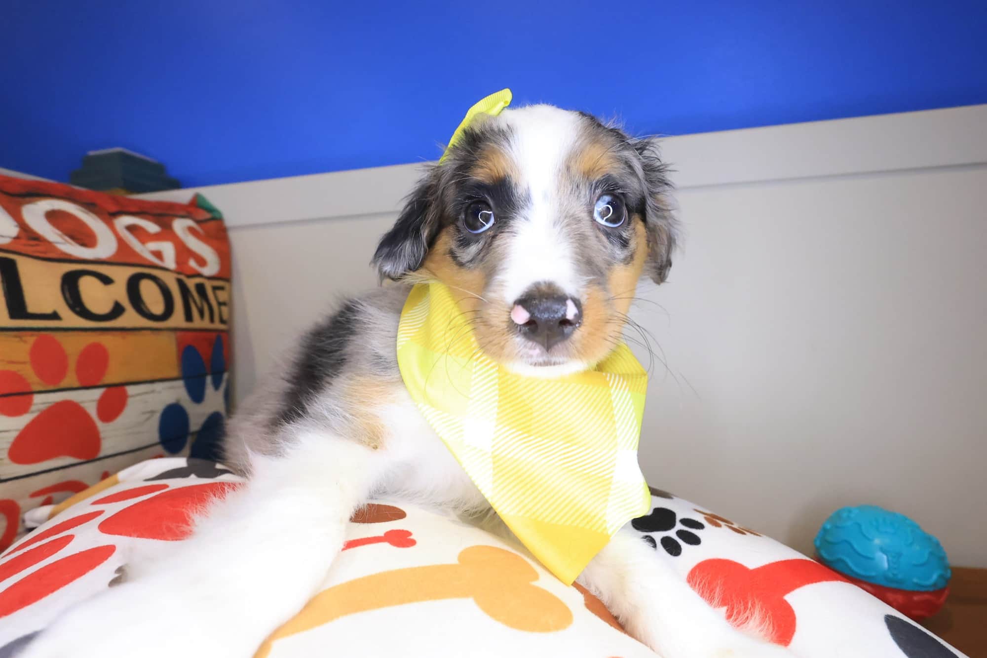 Brenda, Australian Shepherd puppy