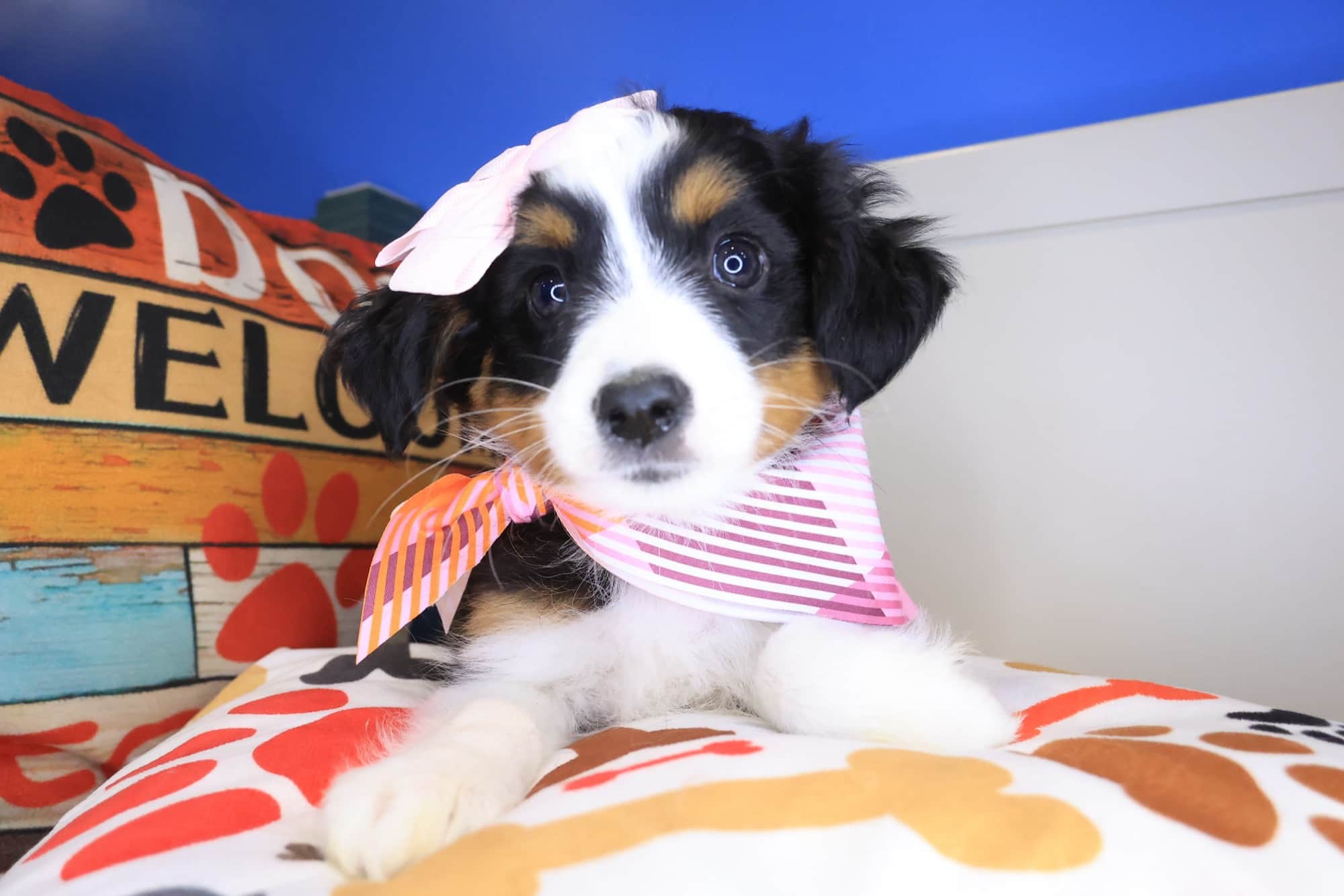 Speckle, Australian Shepherd puppy