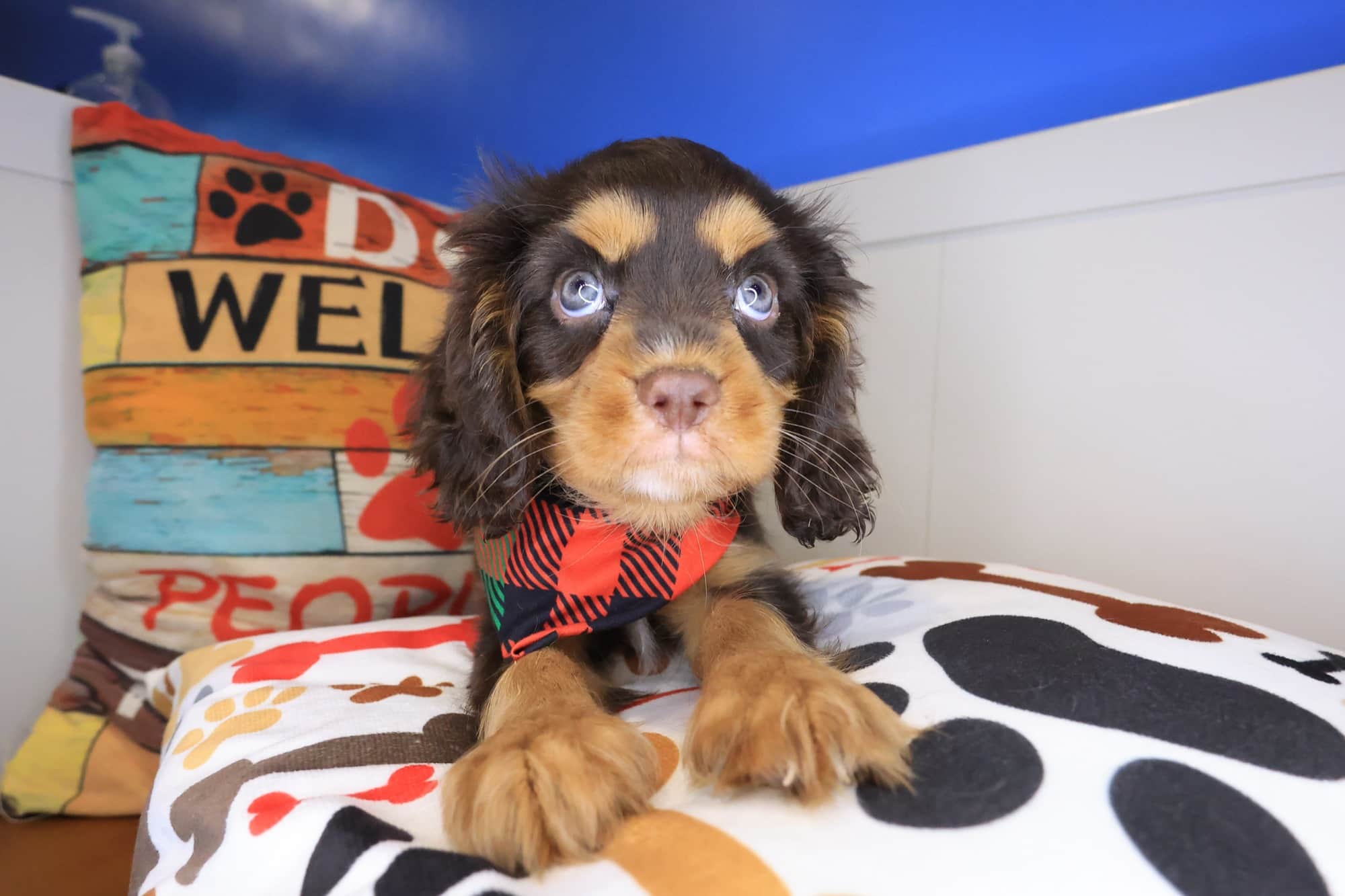 Theo, Cavalier King Charles Spaniel puppy