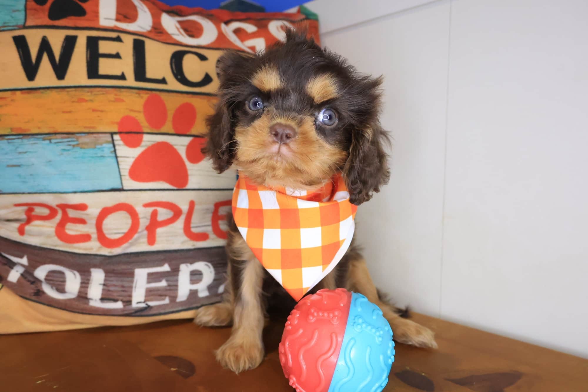 Rascal, Cavalier King Charles Spaniel puppy
