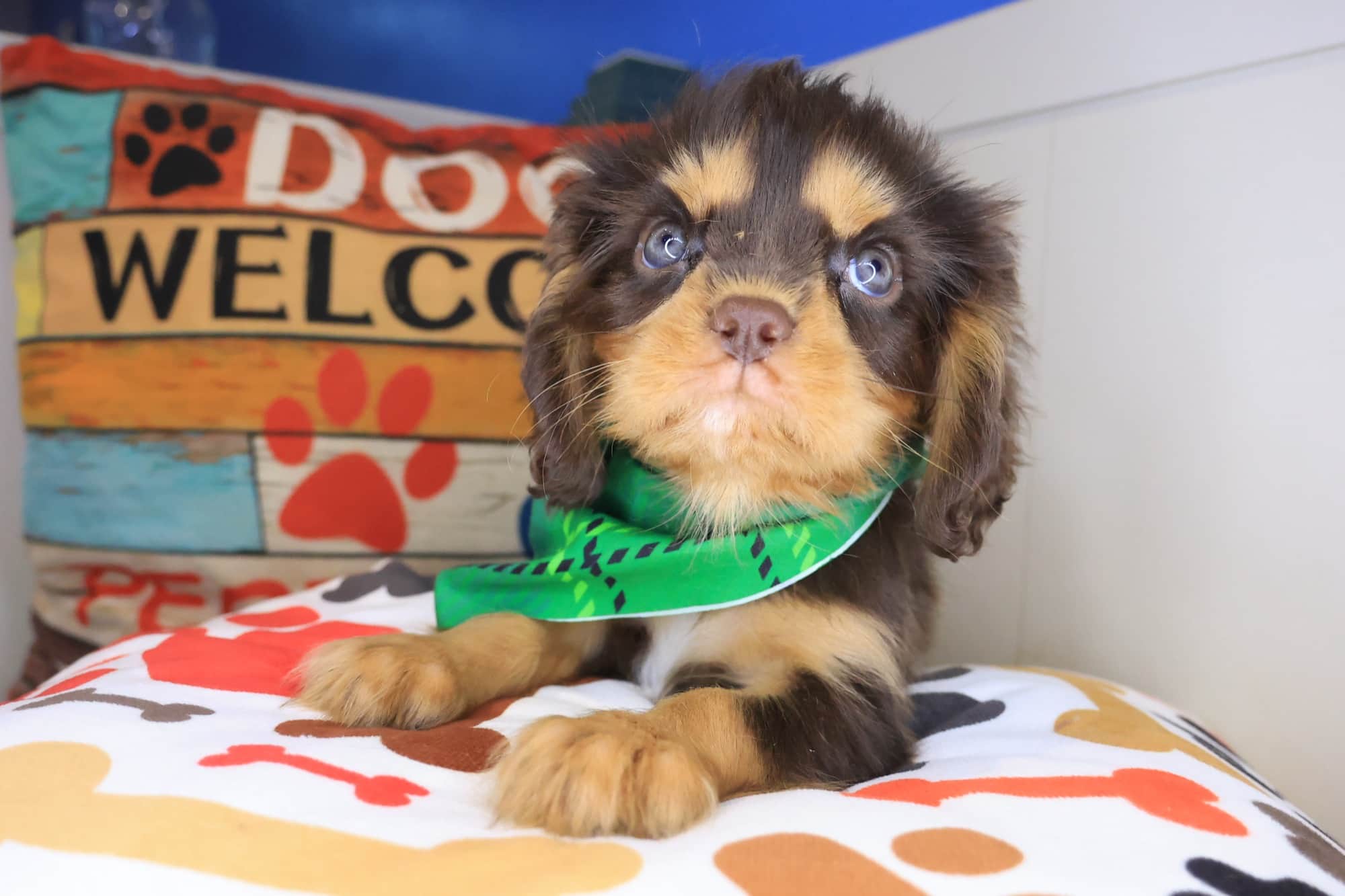Scooby, Cavalier King Charles Spaniel puppy
