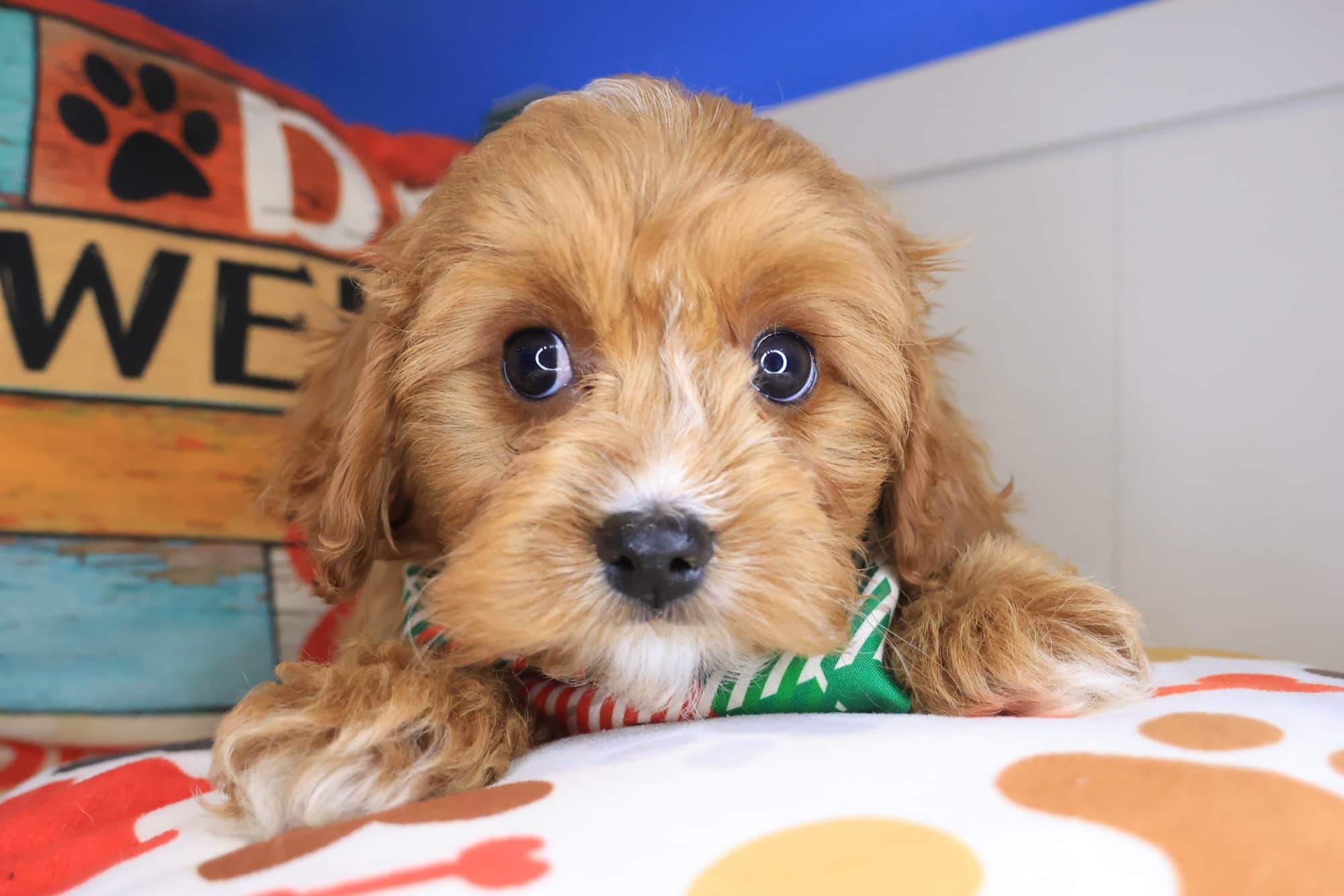 Baker, Cavapoo puppy