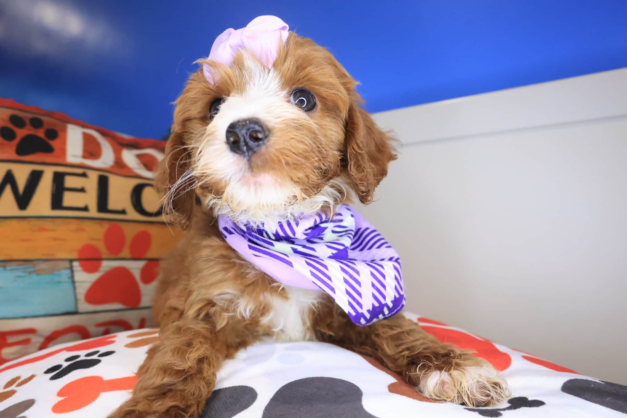 Demi, Cockapoo puppy