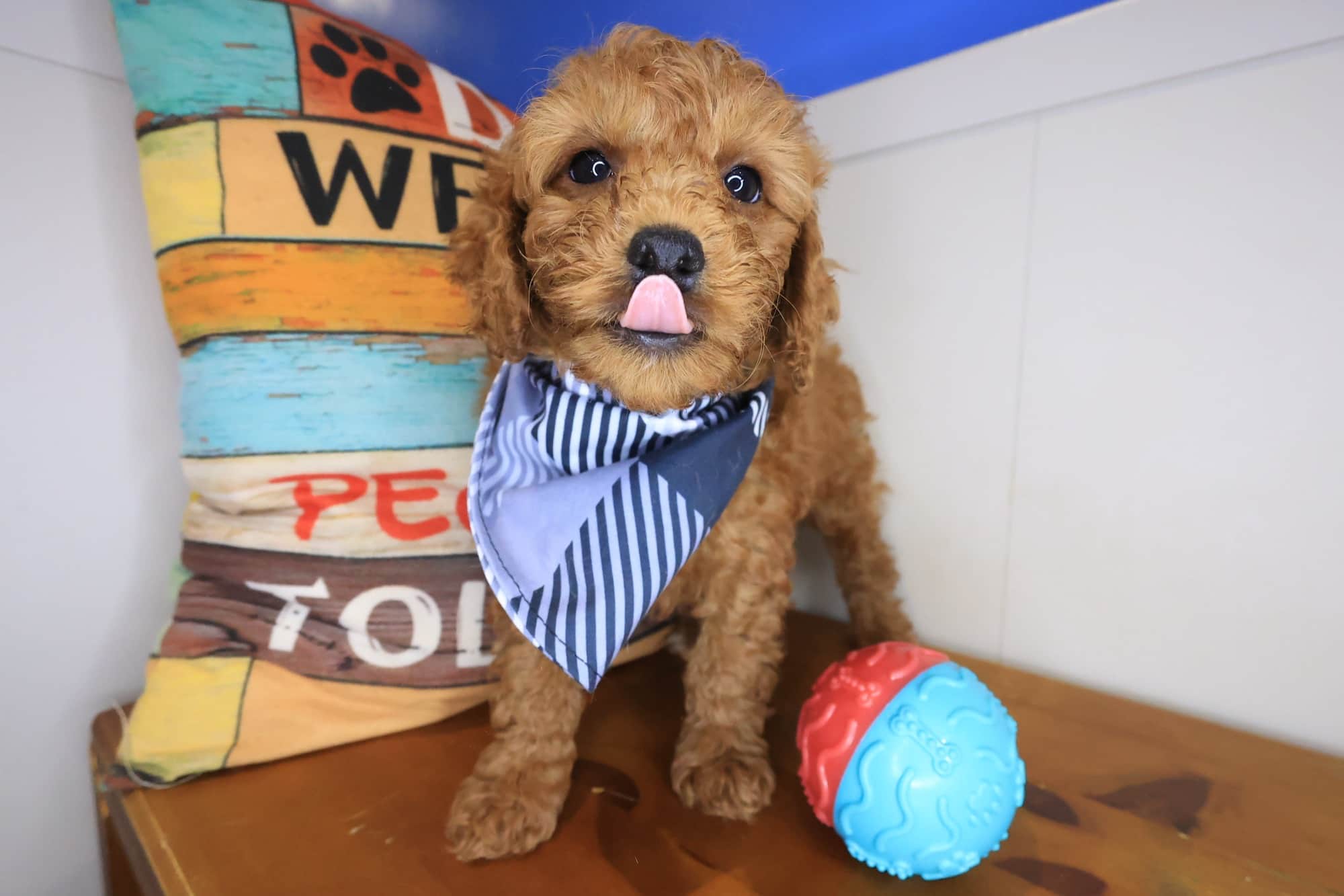 Rocko, Cockapoo puppy