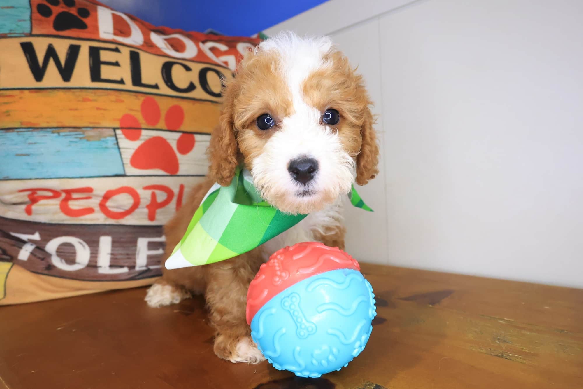 Kane, Cockapoo puppy