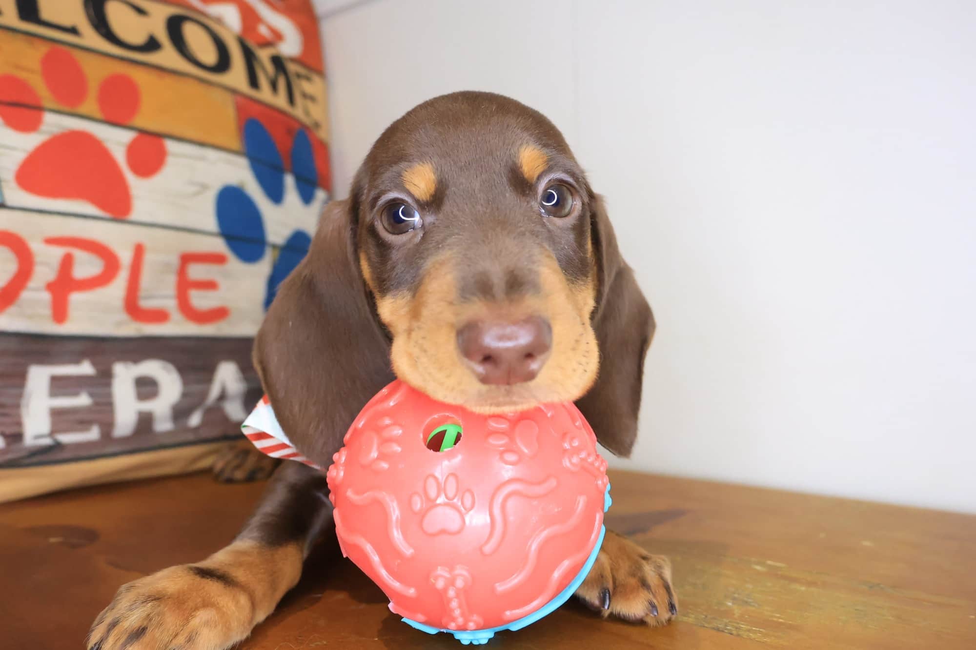 Dieter, Dachshund puppy