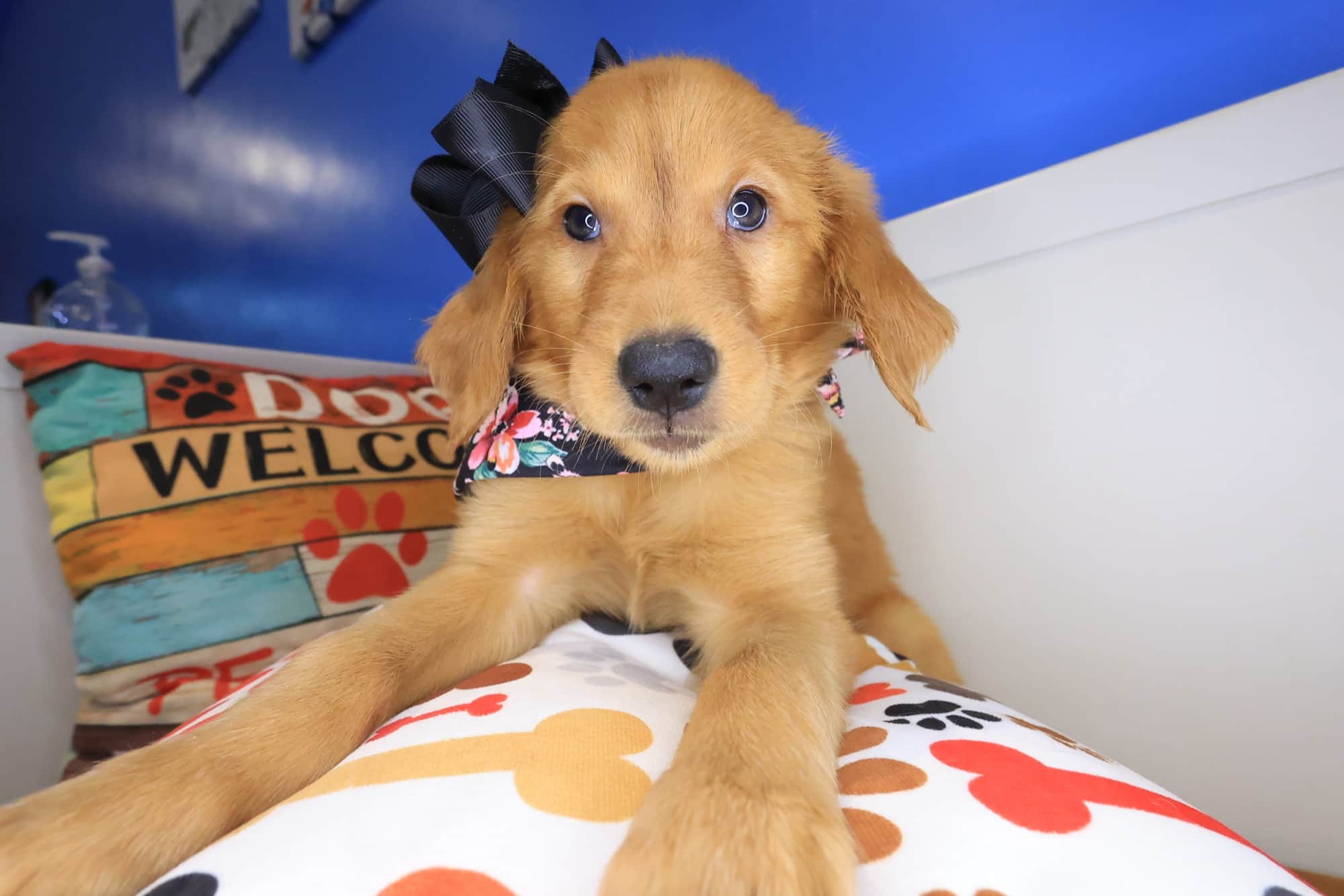 Kaya, Golden Retriever puppy