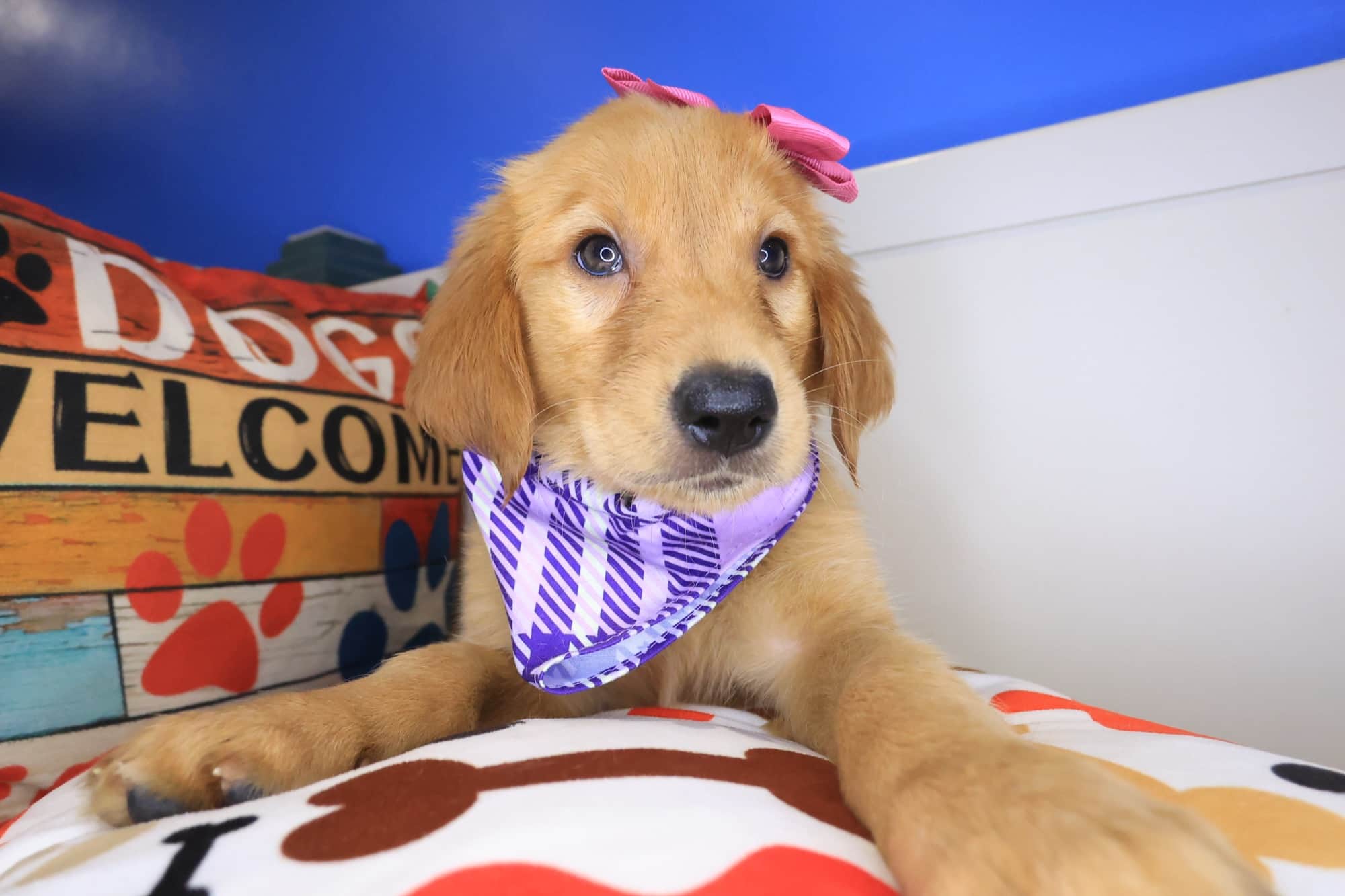 Elly, Golden Retriever puppy