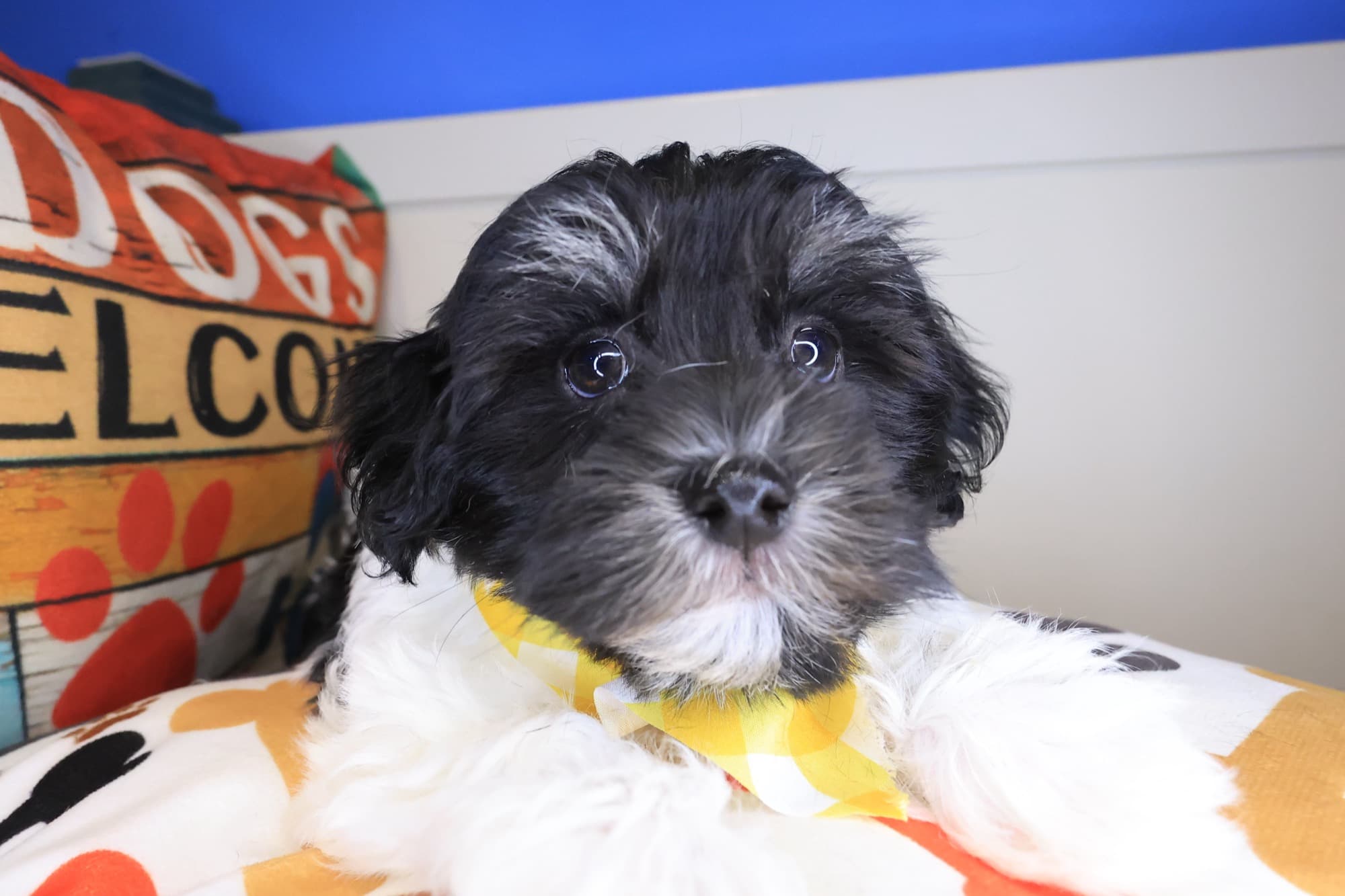 Bucky, Havanese puppy
