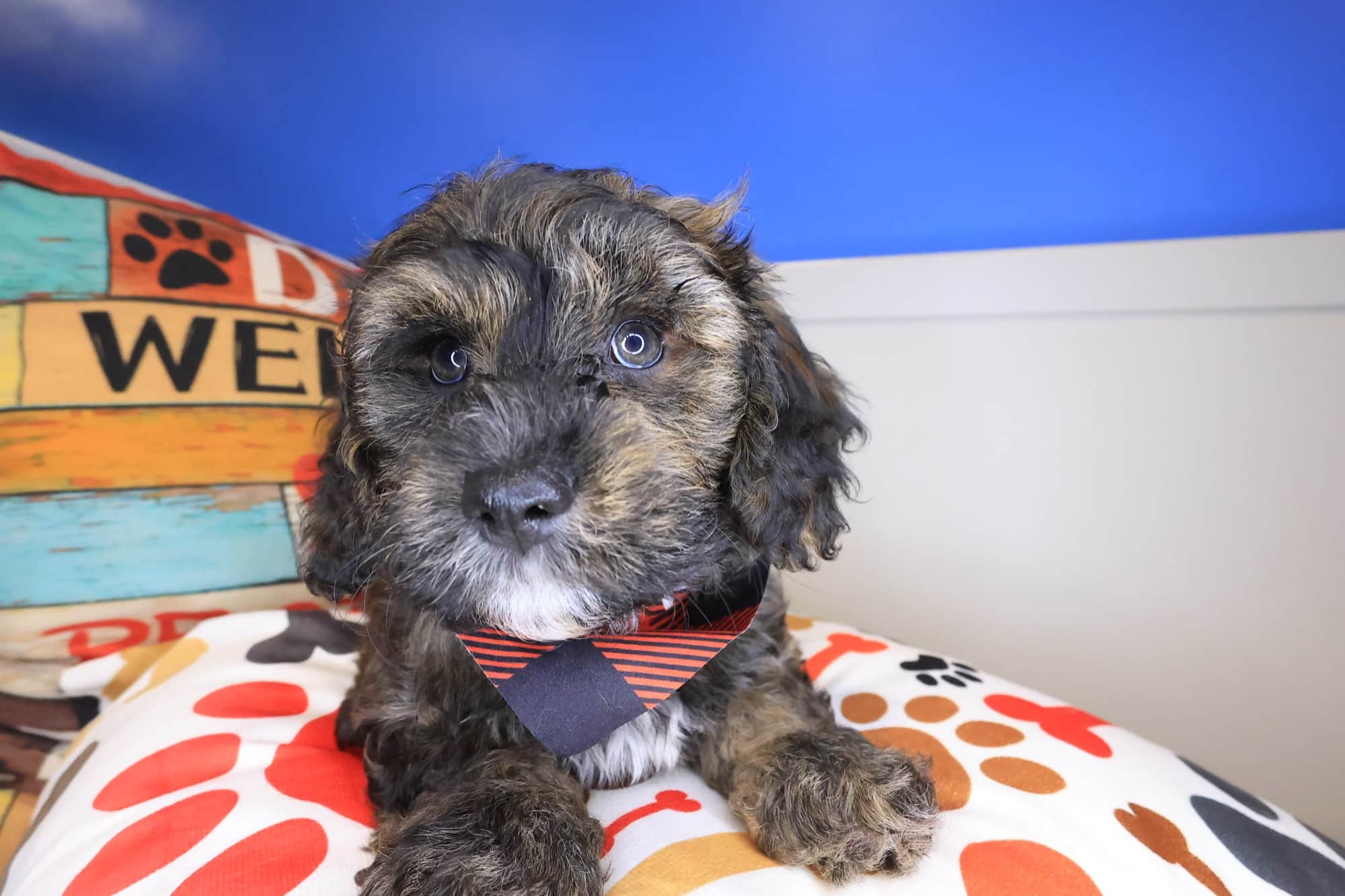 Jax, Havapoo puppy
