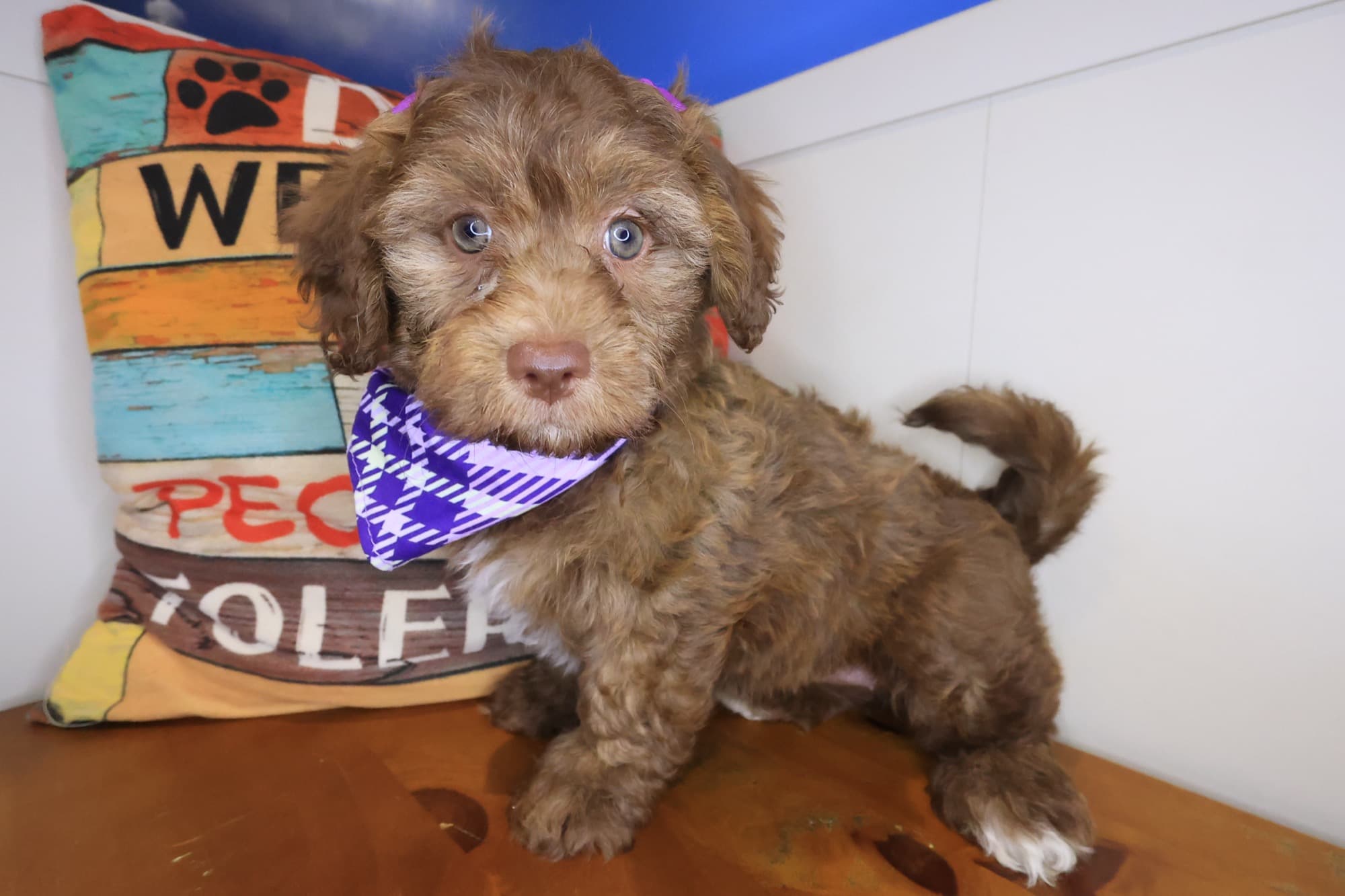 Violet, Havapoo puppy
