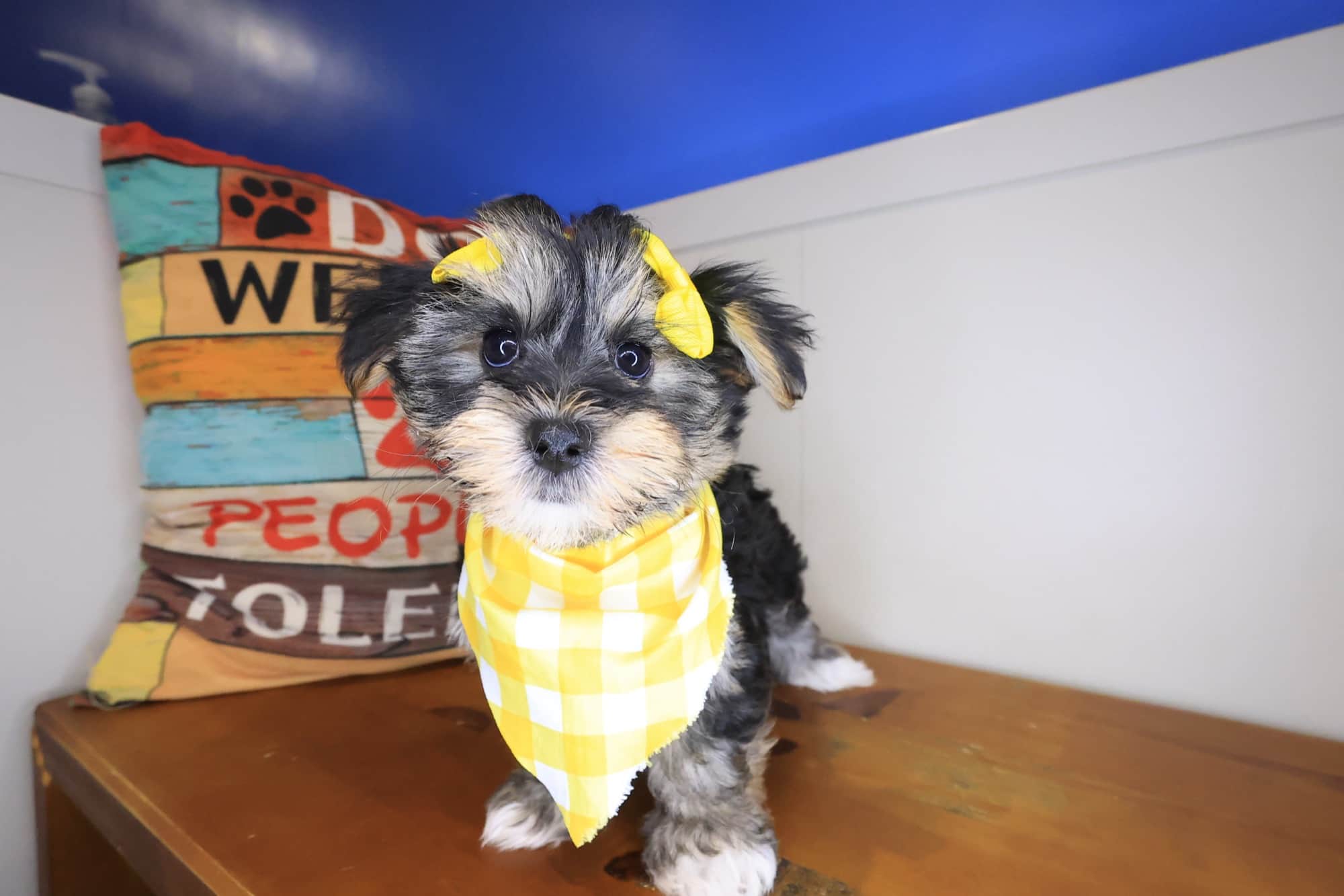 Peony, Morkie puppy