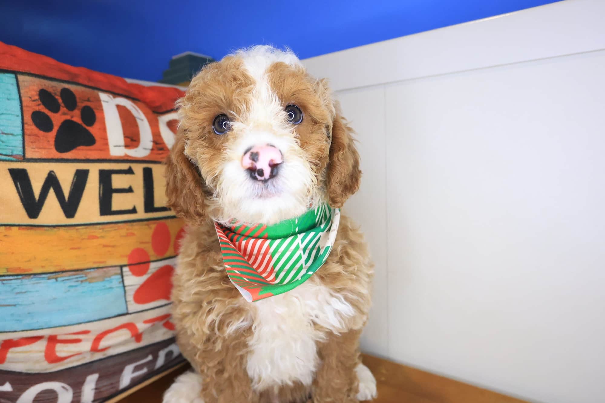 Karcag, Poodle puppy
