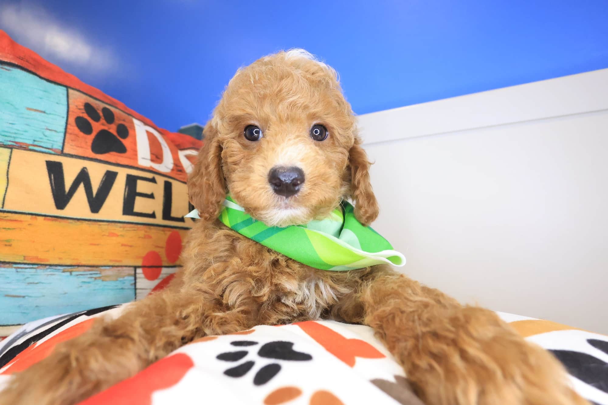 Bram, Poodle puppy