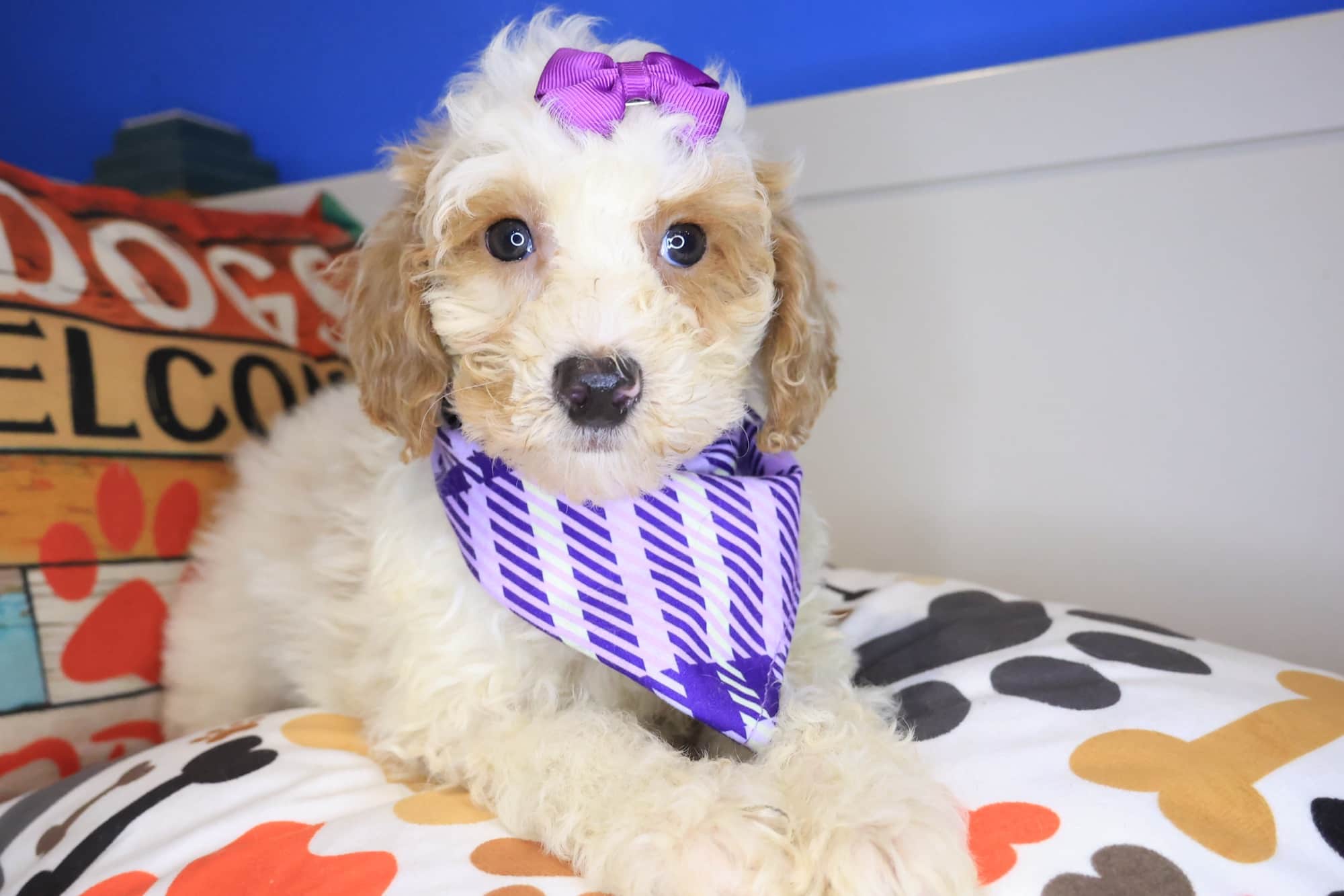 Dublin, Poodle puppy