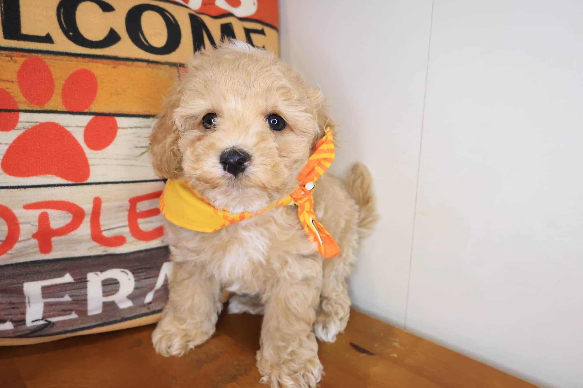 Winner, Poodle puppy