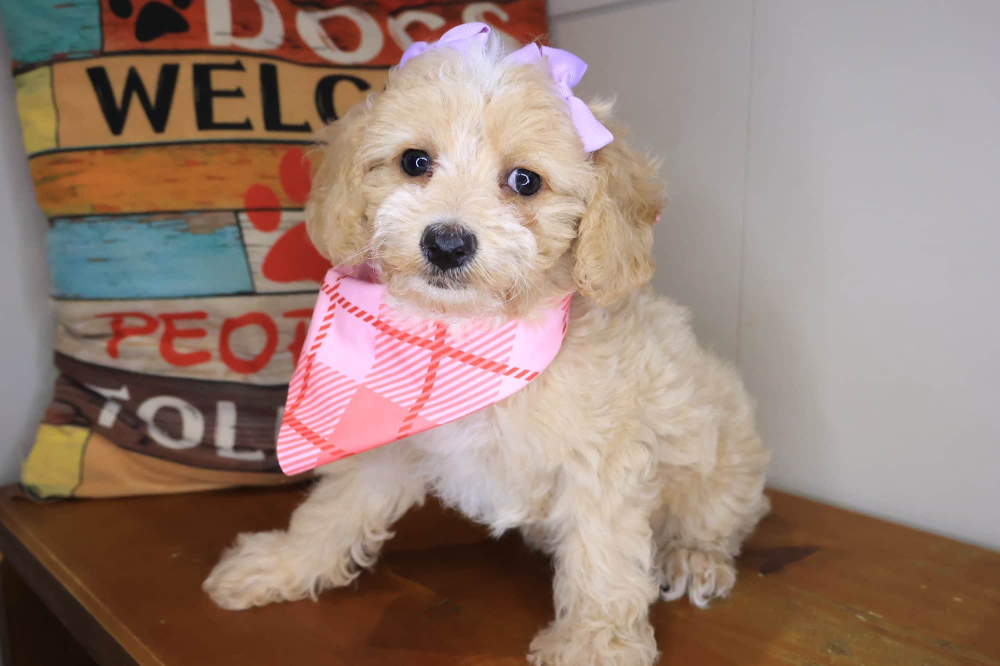 Darla, Poodle puppy
