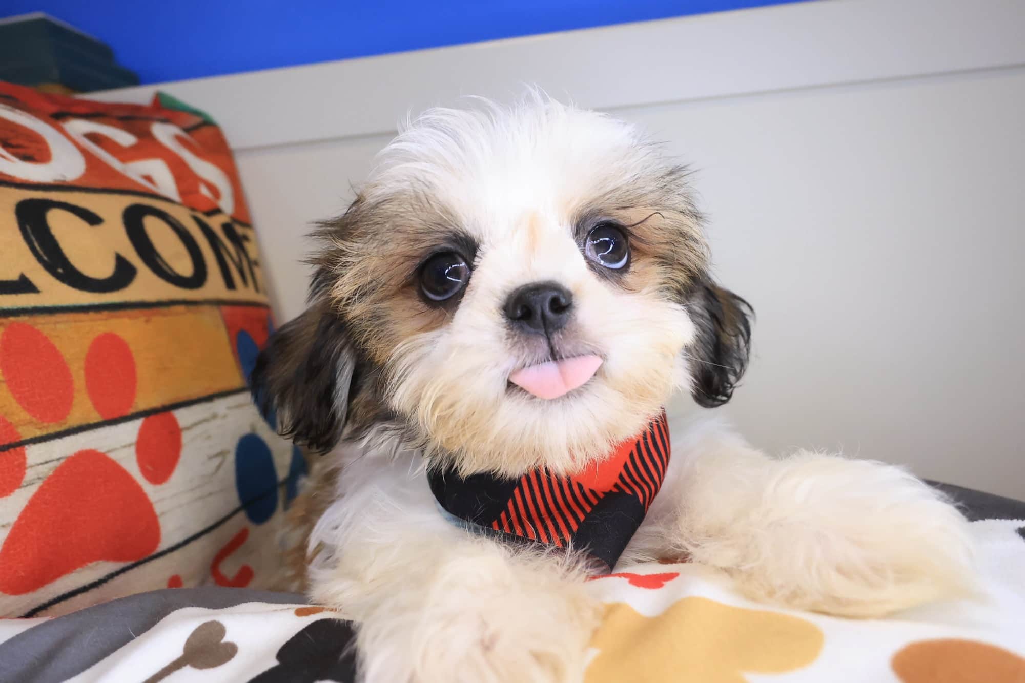 Simba, Shih Tzu puppy