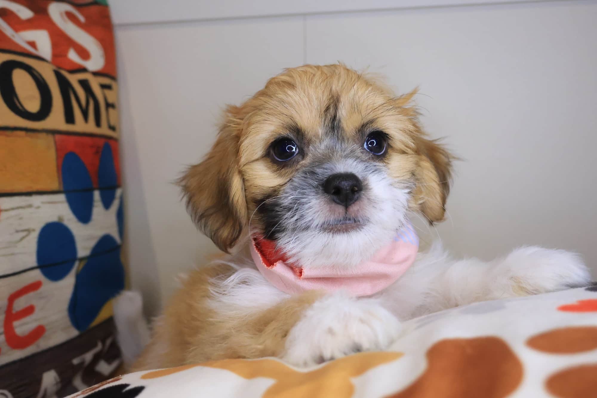Rocco, Teddy Bear puppy