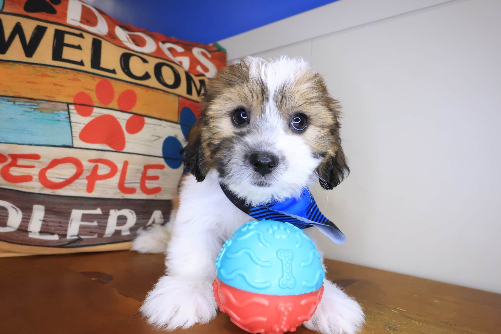Dynamo, Teddy Bear puppy