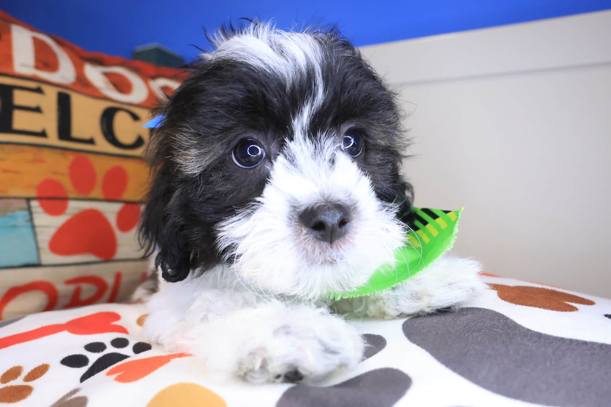 Xylo, Teddy Bear puppy