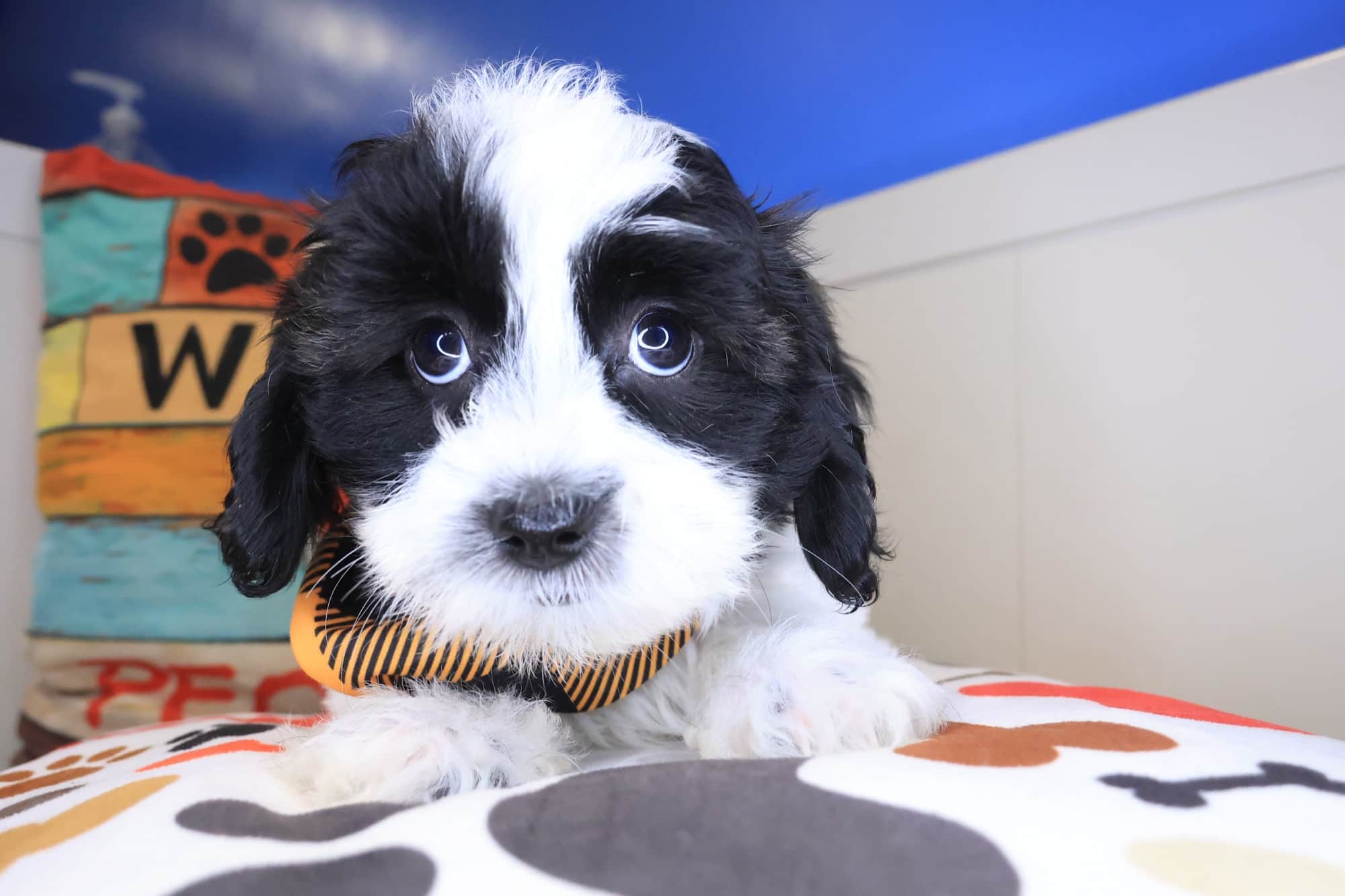 Monty, Teddy Bear puppy
