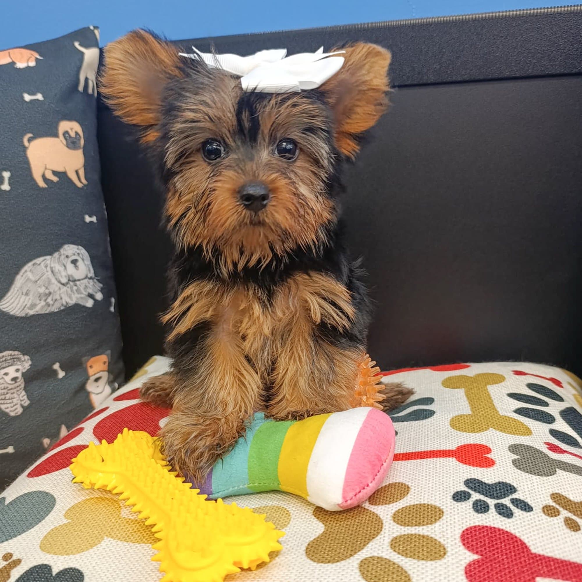 Nuka, Yorkshire Terrier puppy