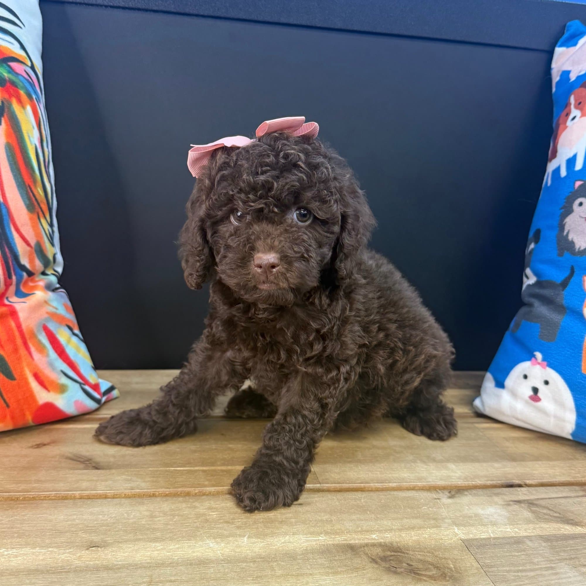 Cindy, Poodle puppy