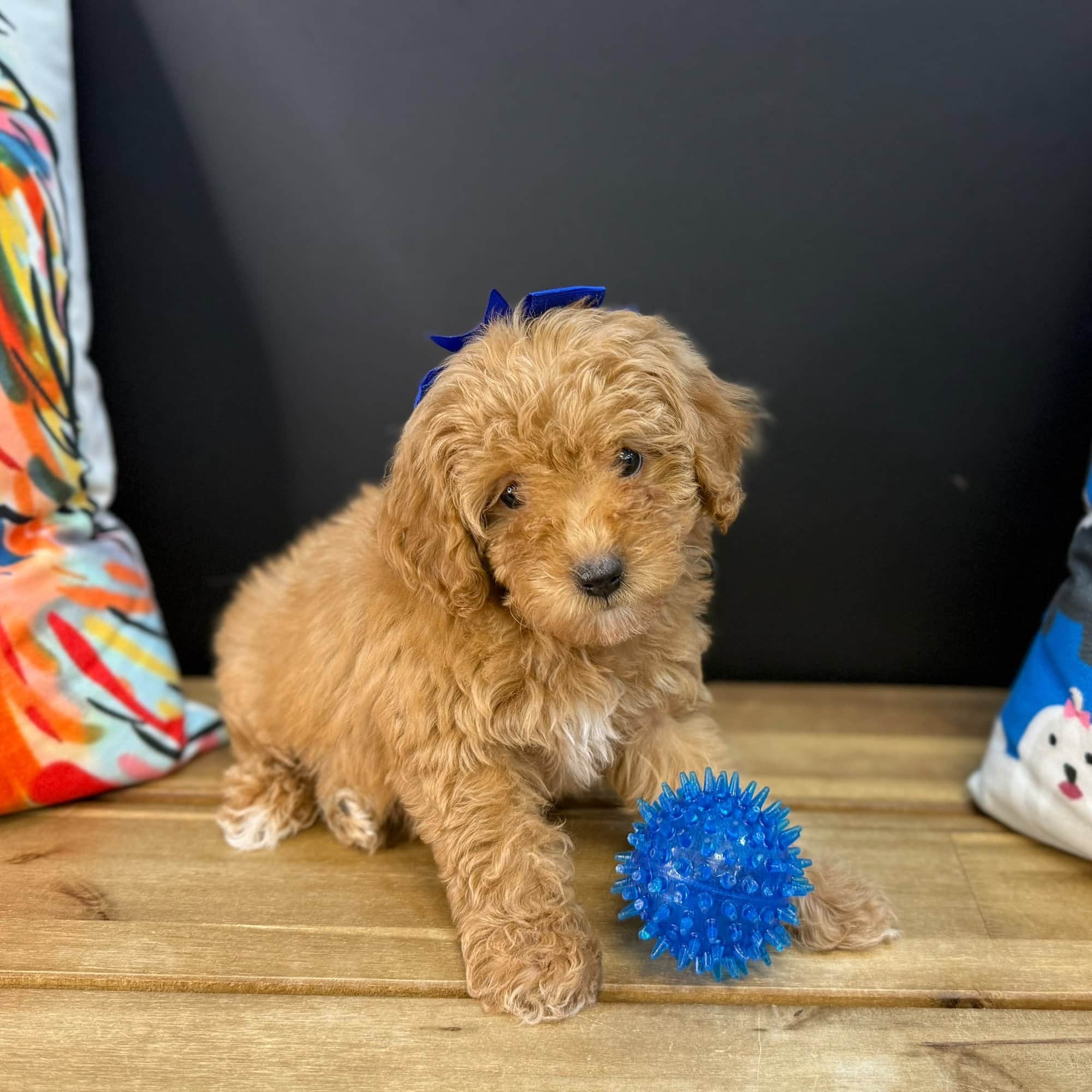 Hugs, Poodle puppy