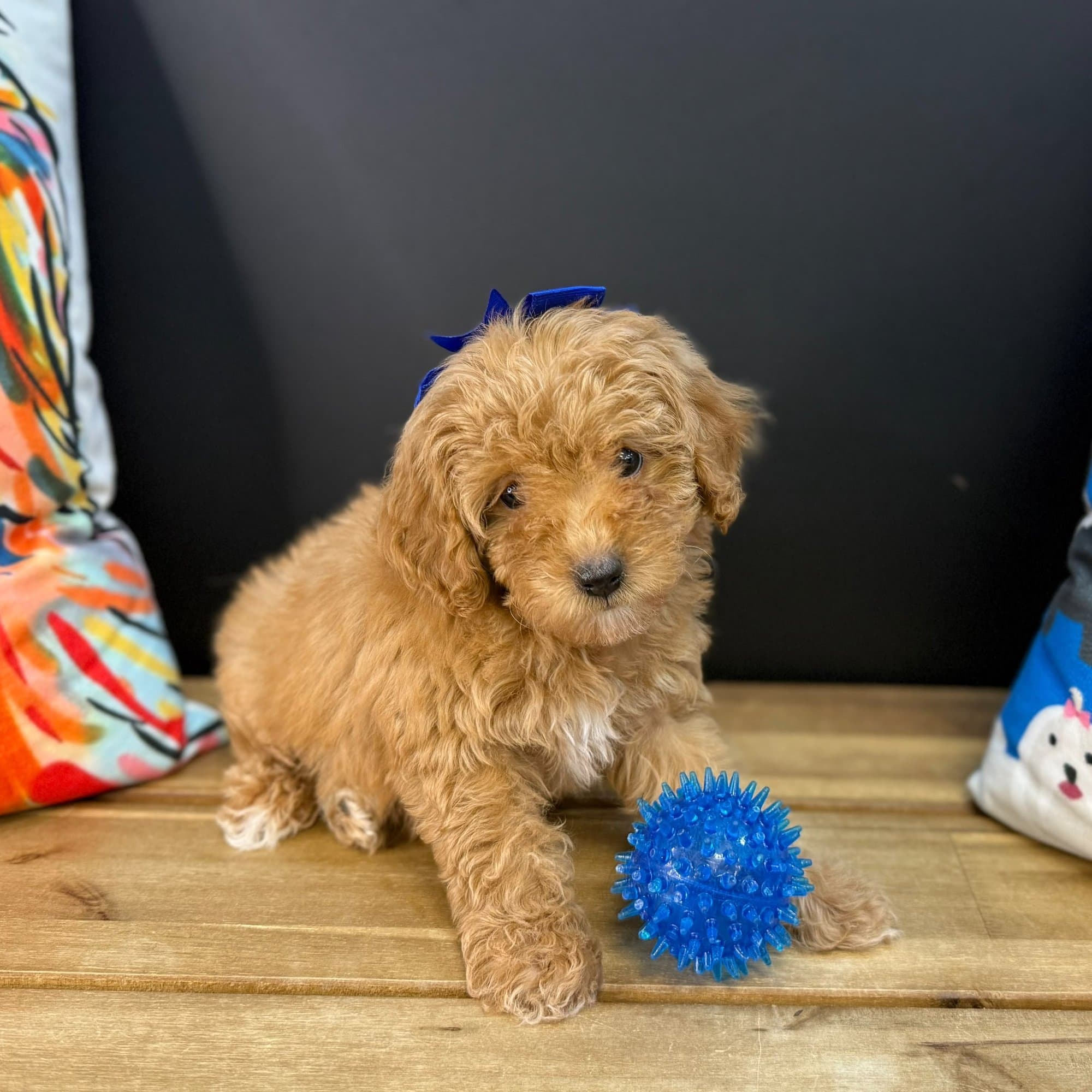 Hugs, Poodle puppy