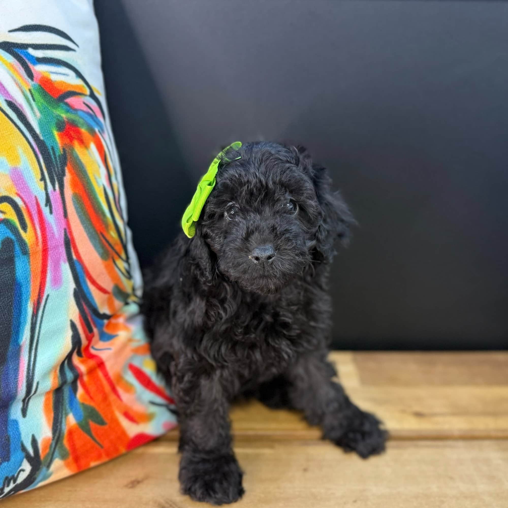 Kirra, Poodle puppy